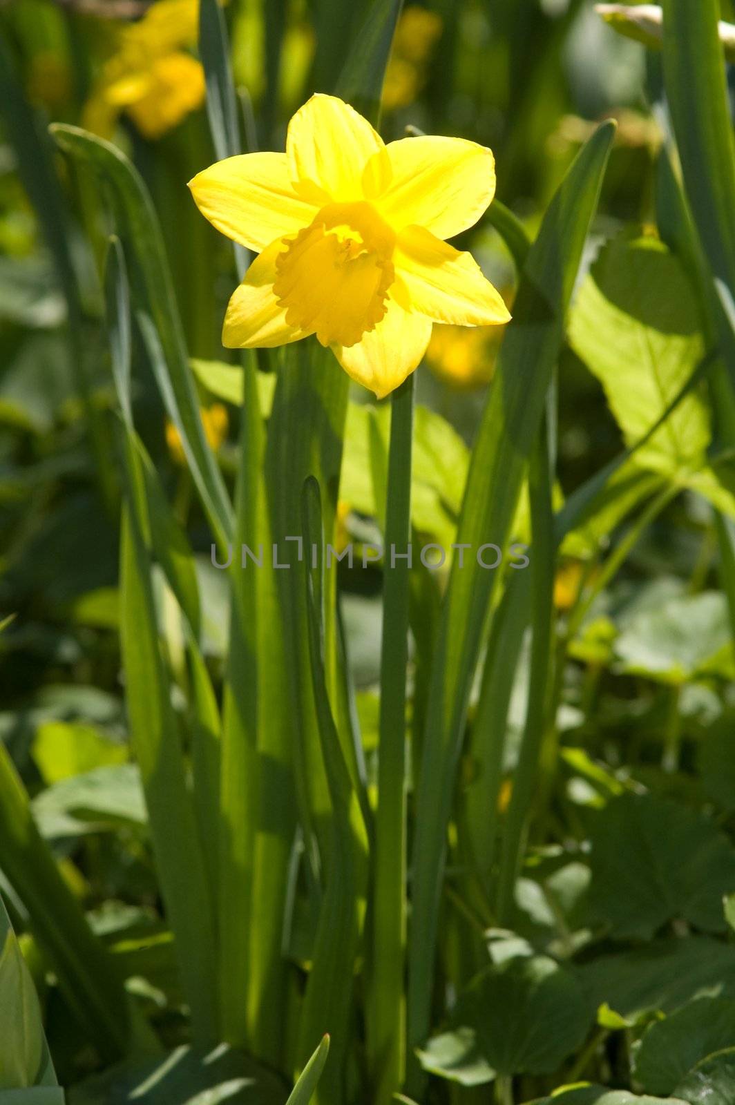 Yellow narcissus on green grass by lilsla