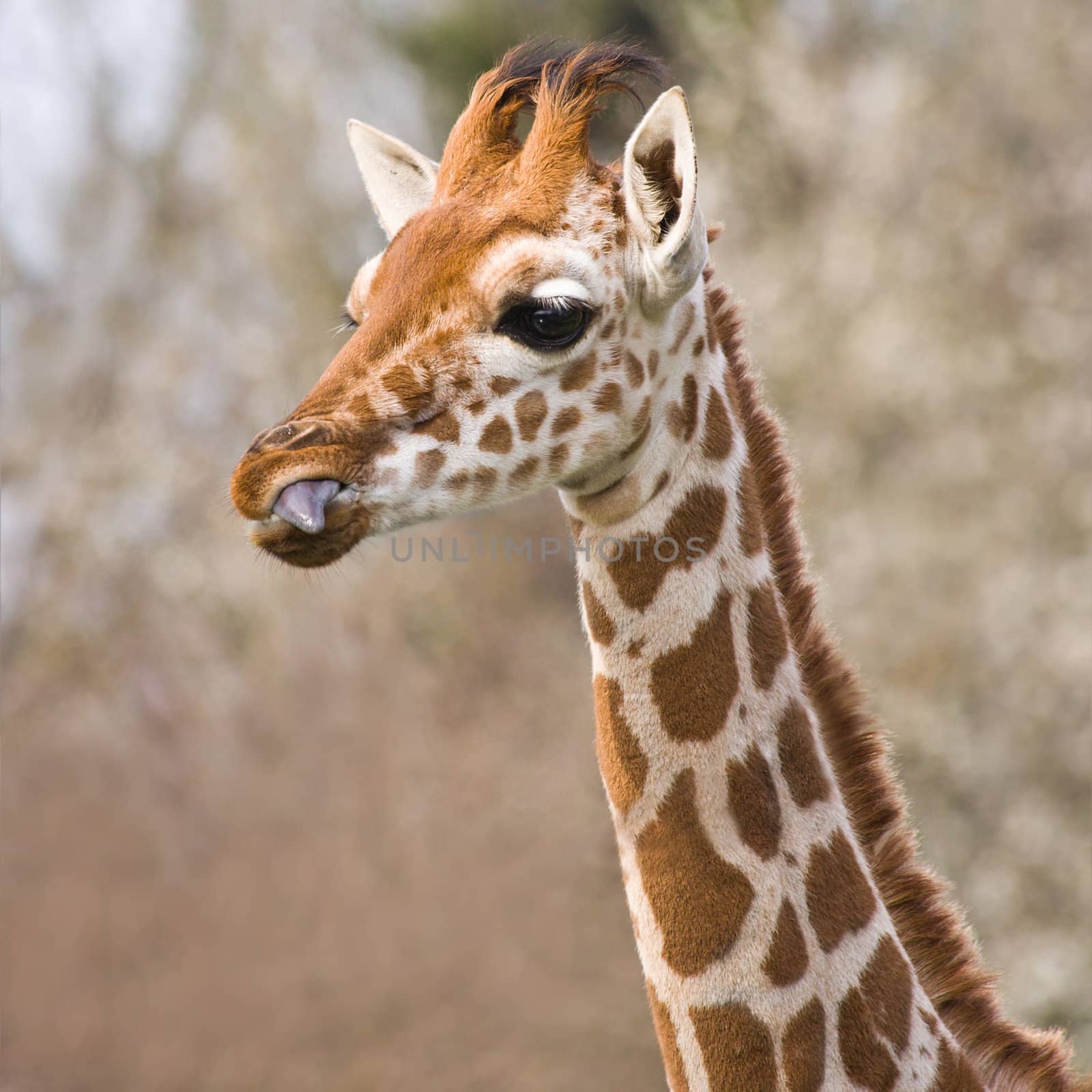 Baby giraffe portrait with tongue out of beak- square cropped image
