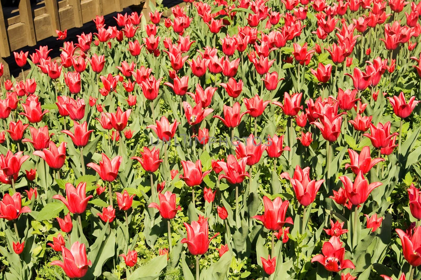 red tulip field by lilsla