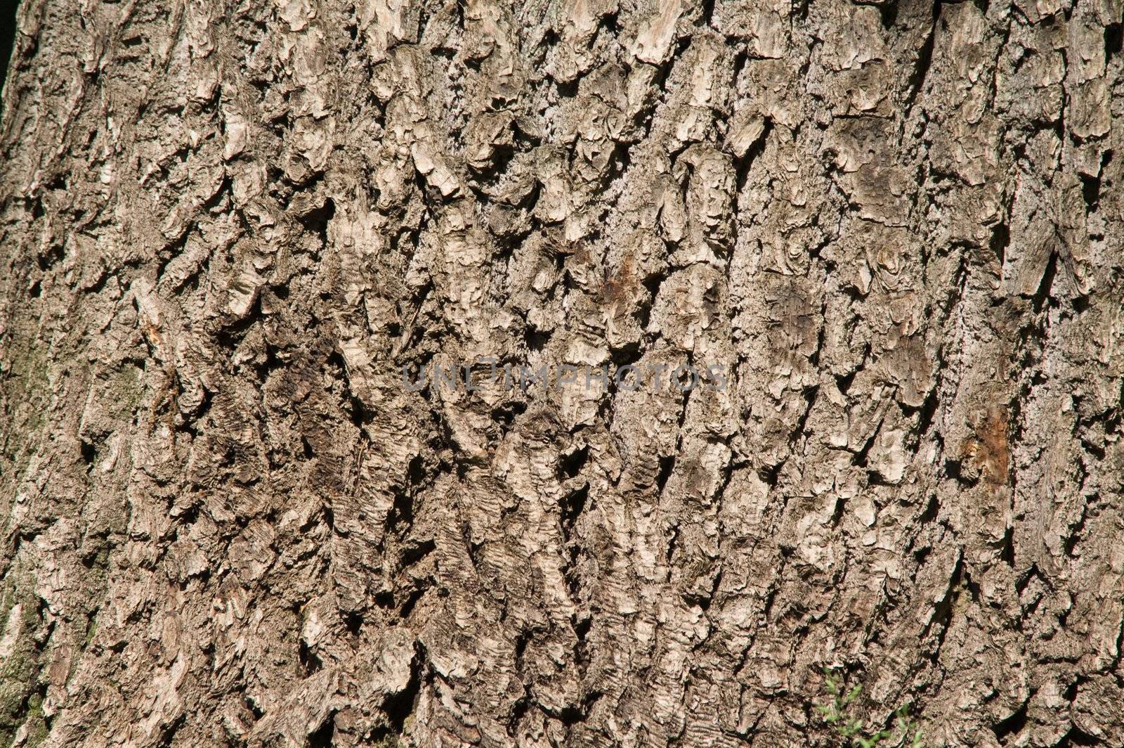 oak bark by lilsla