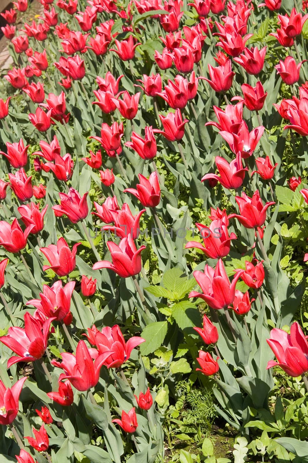 Red tulip field by lilsla