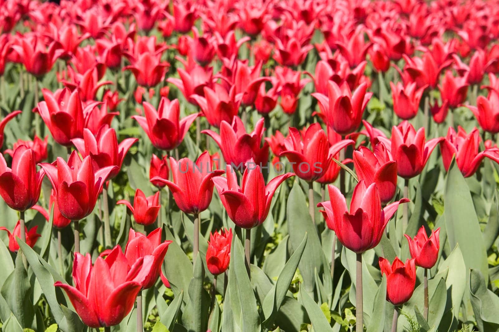 Red tulip field by lilsla