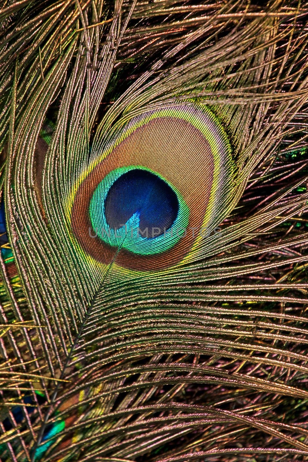 Peacock feather glimmering in the sunlight, radiating all colours brightly