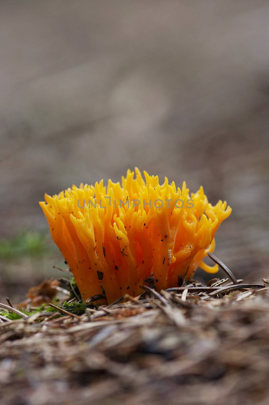 Detail of the mushroom - club fungus - yellow coral fungus