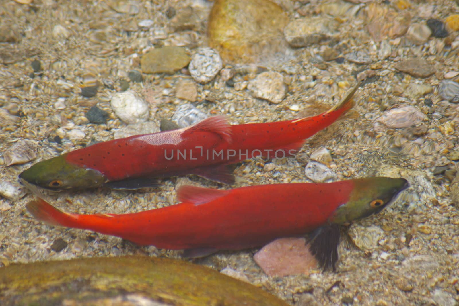 Kokanee fish spawning in a creek