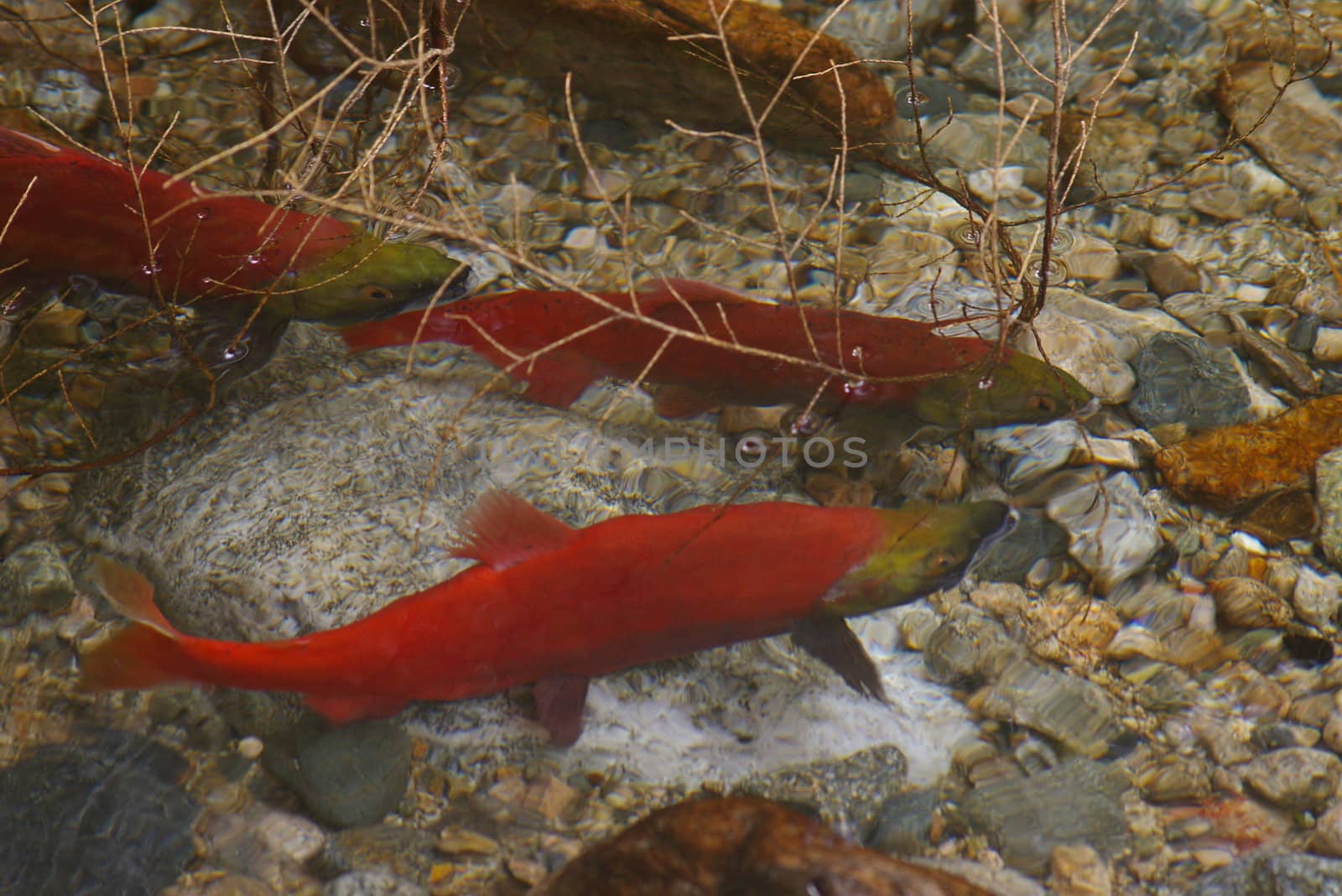 Kokanee fish spawning in a creek