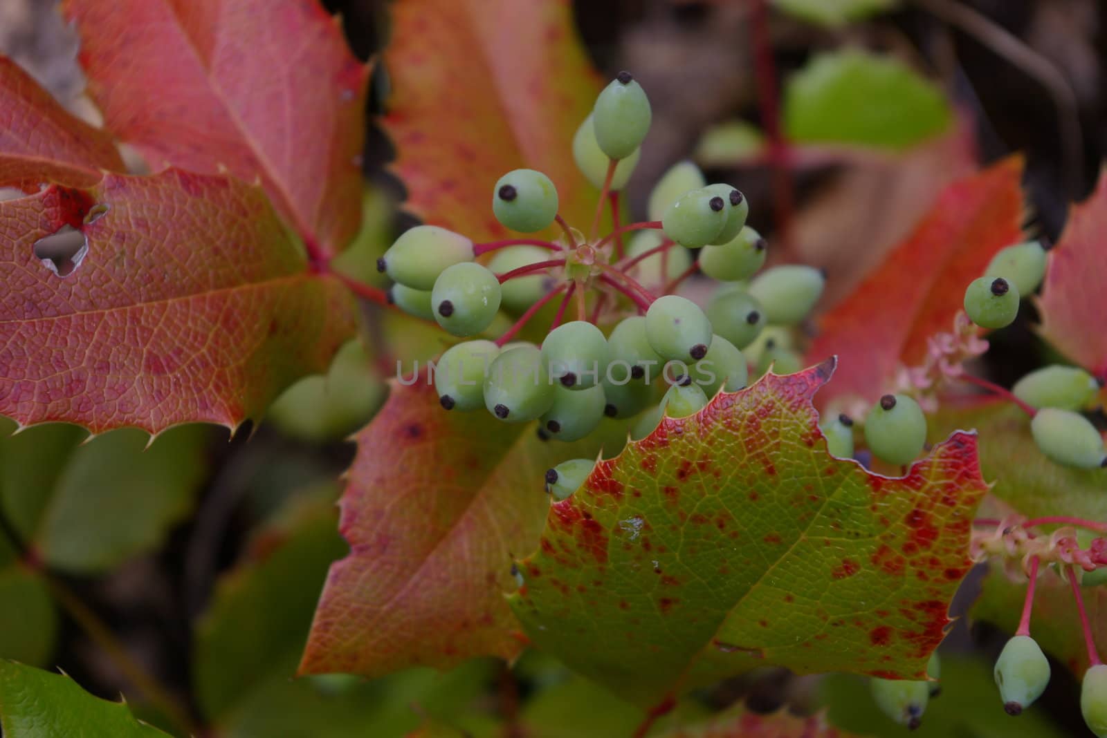 Close-up of an oregon grape plant