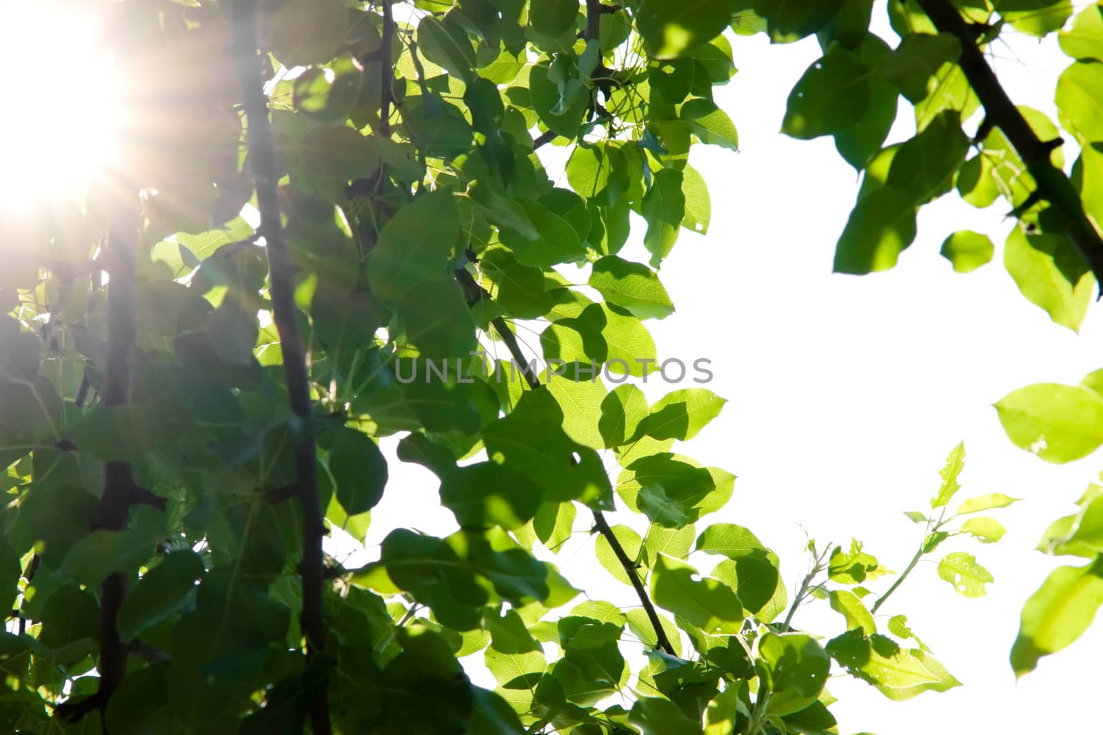 Sun shining through pear-tree leafs