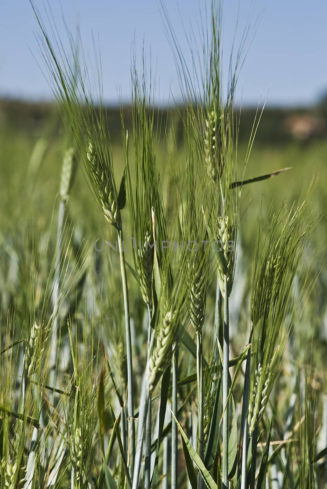 Barley spikes.