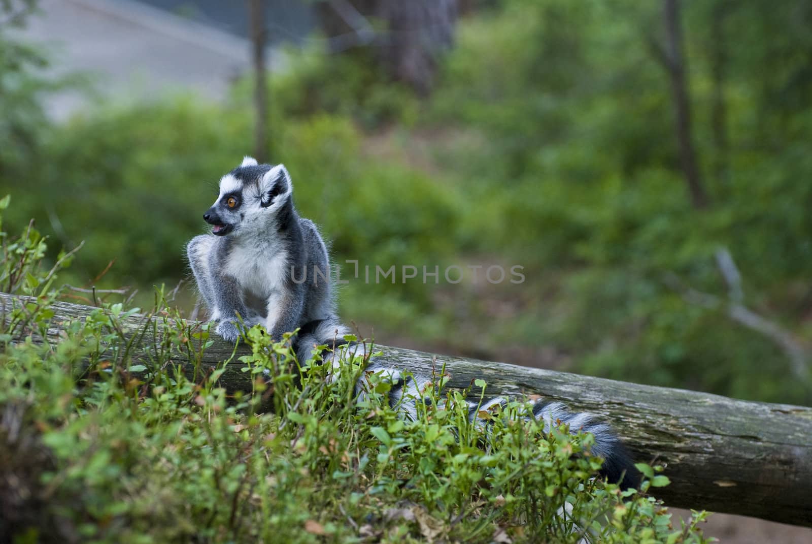 lemur in the zoo
