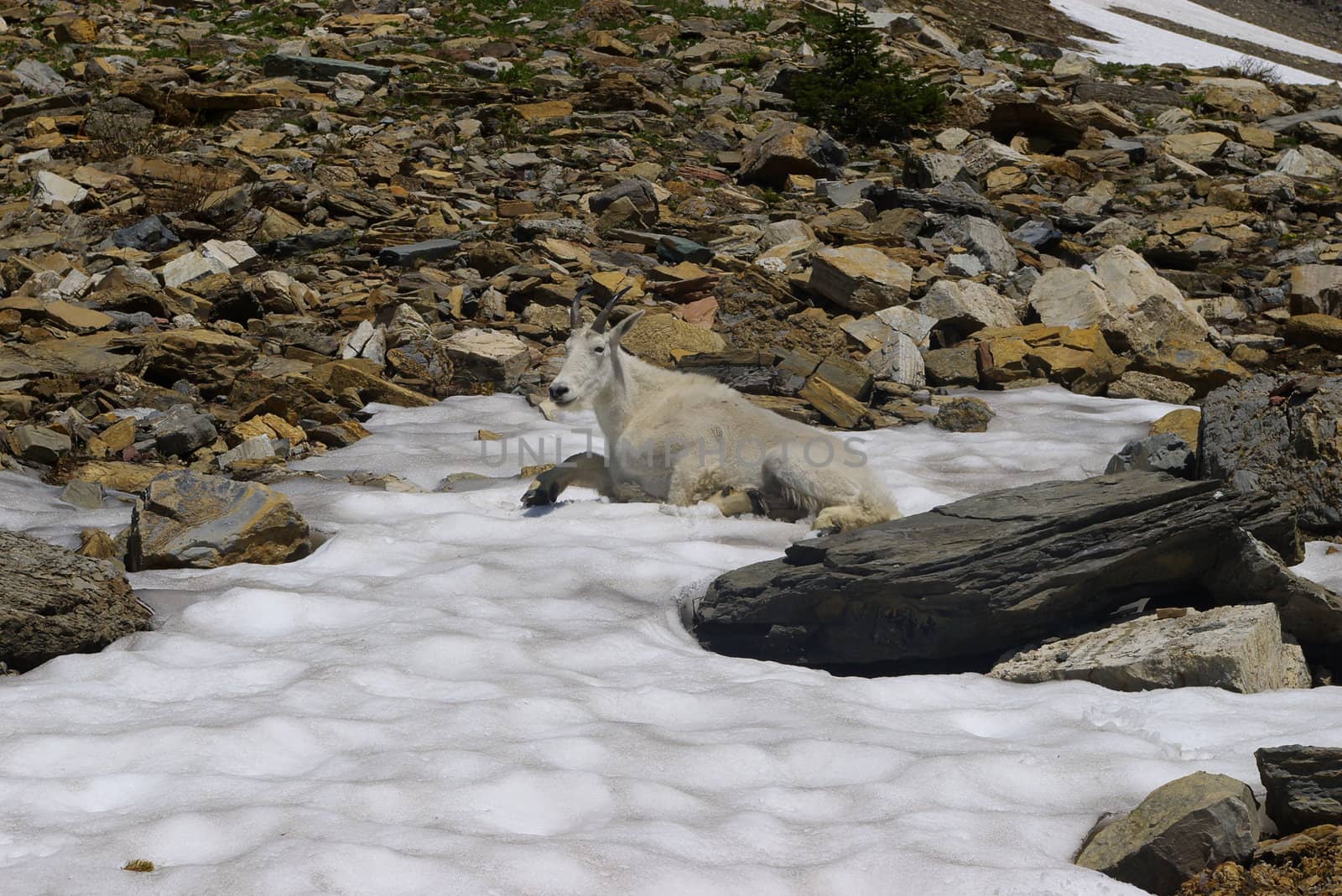 Mountain goat in the wilderness