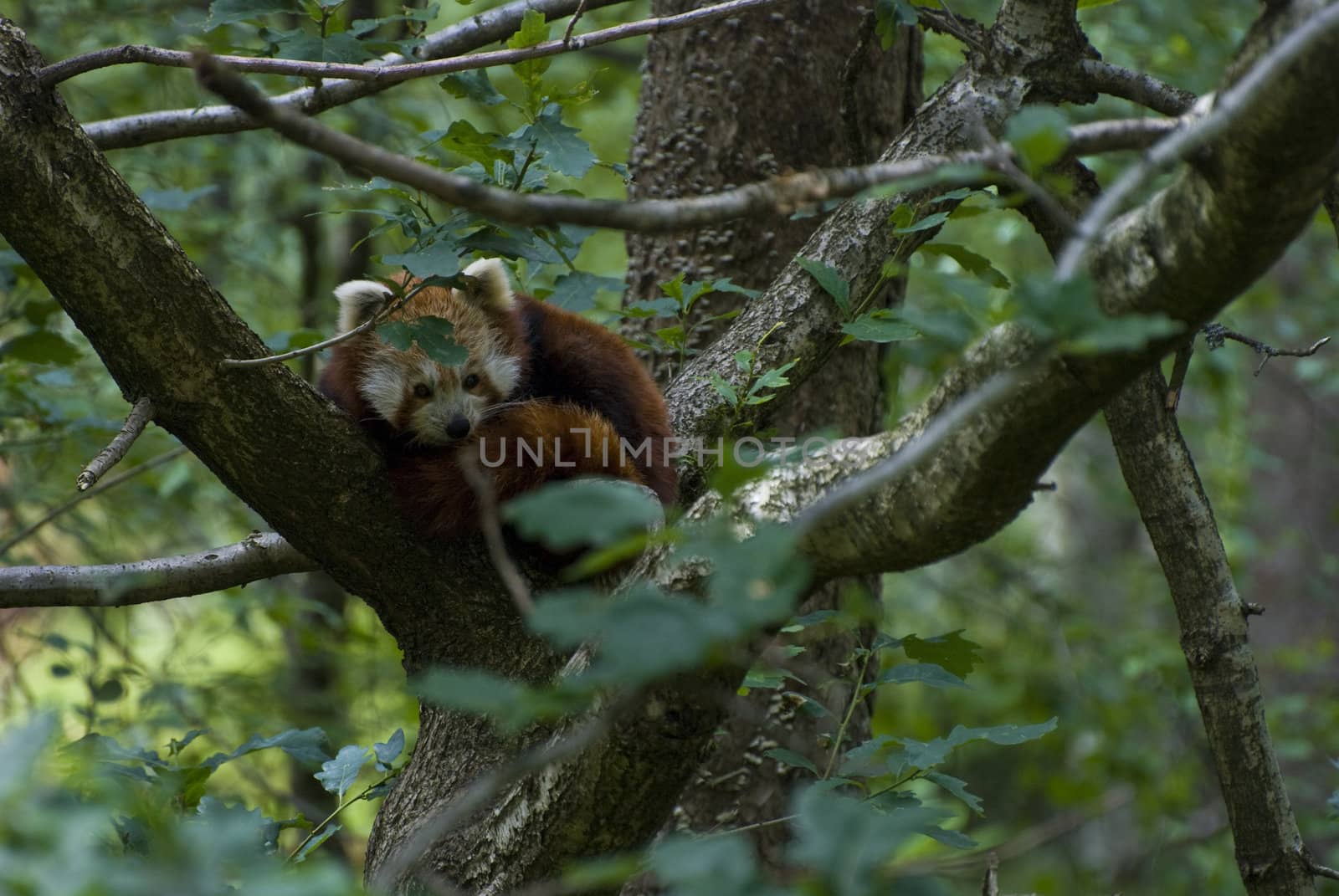 Red panda laying in the treee