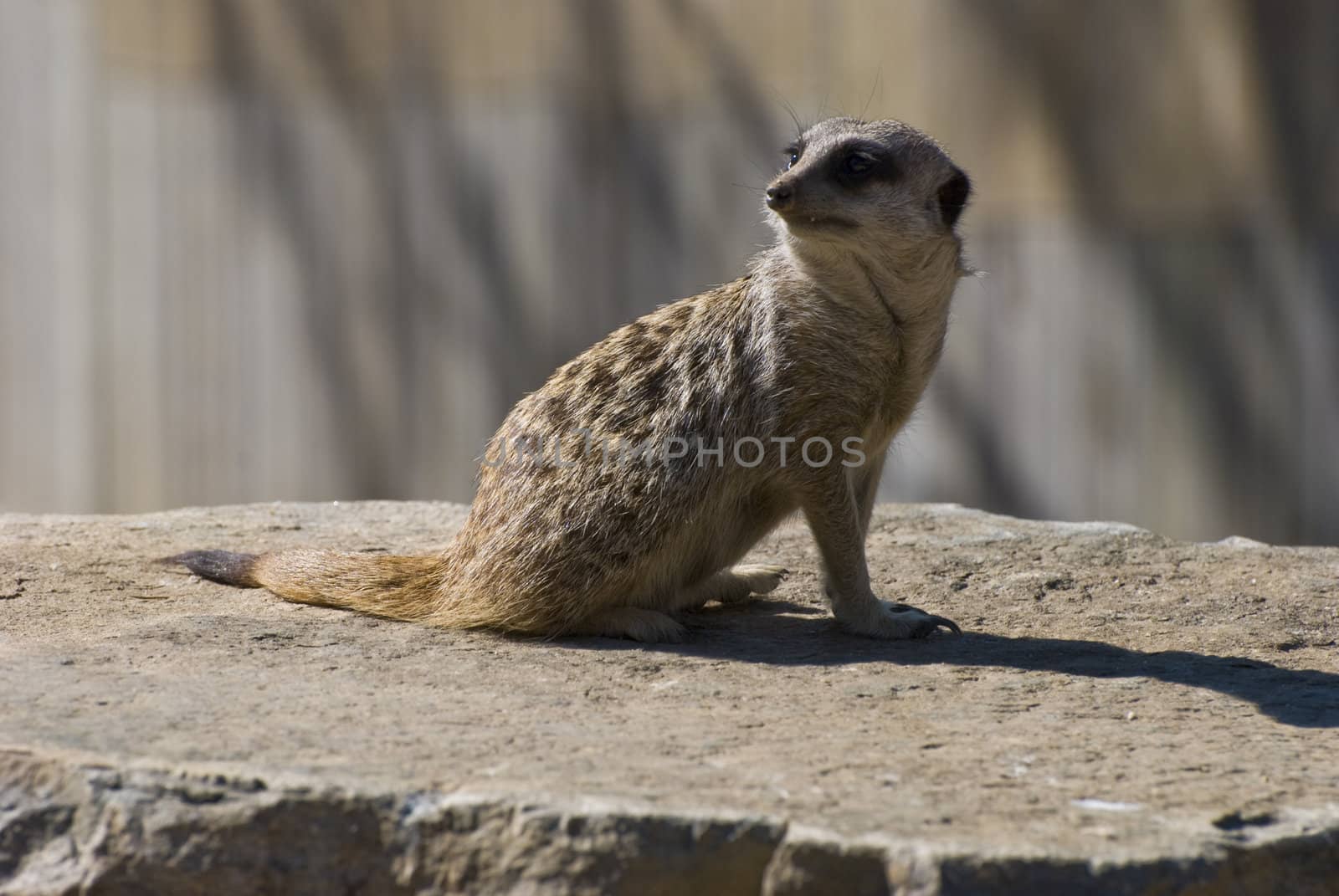 little surikat in the zoo