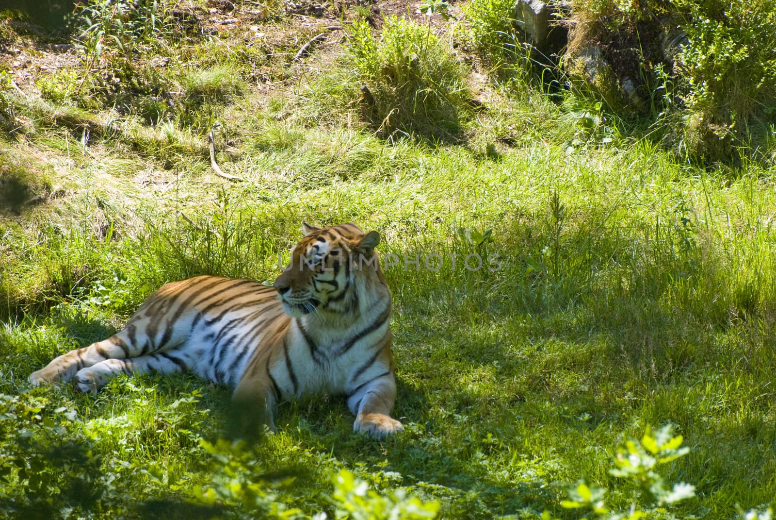 Tiger laying in the grass