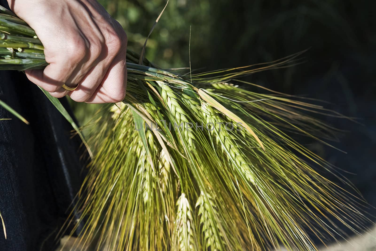 Barley spikes.