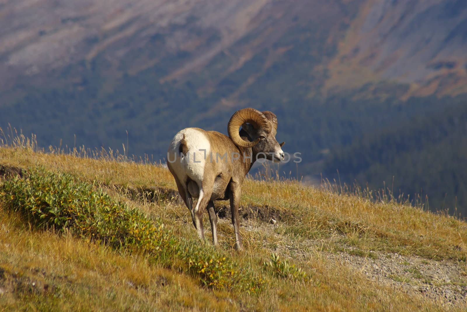 Rocky mountain sheep in the wilderness