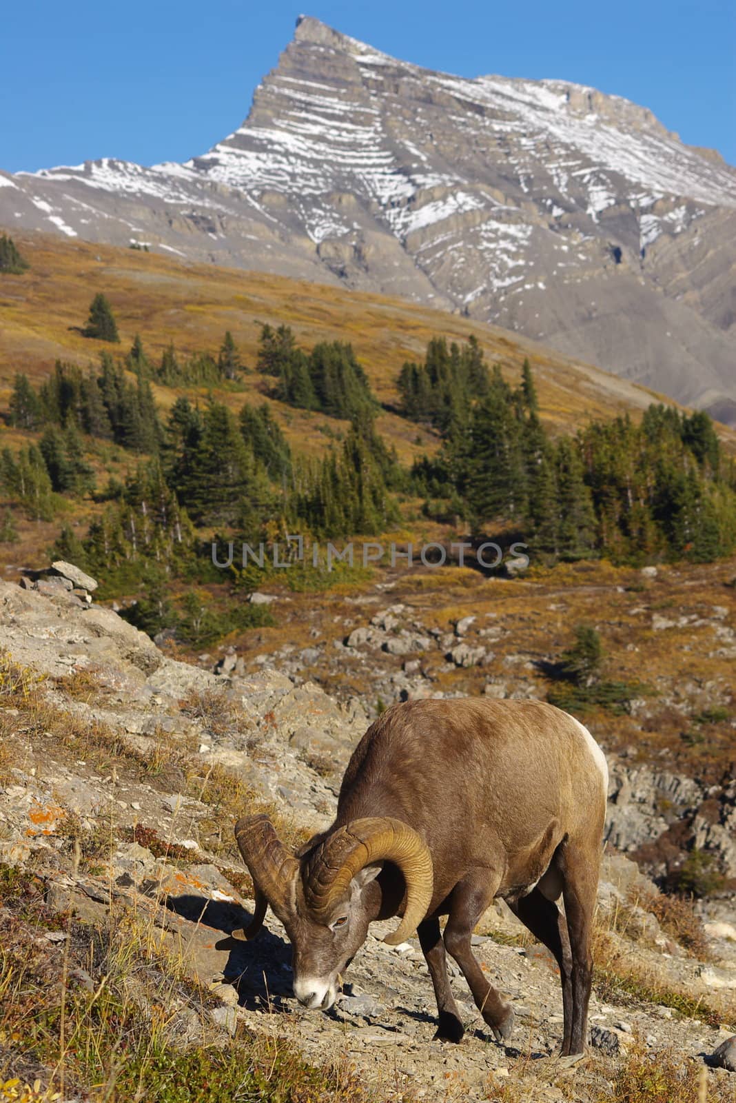 Rocky mountain sheep in the wilderness