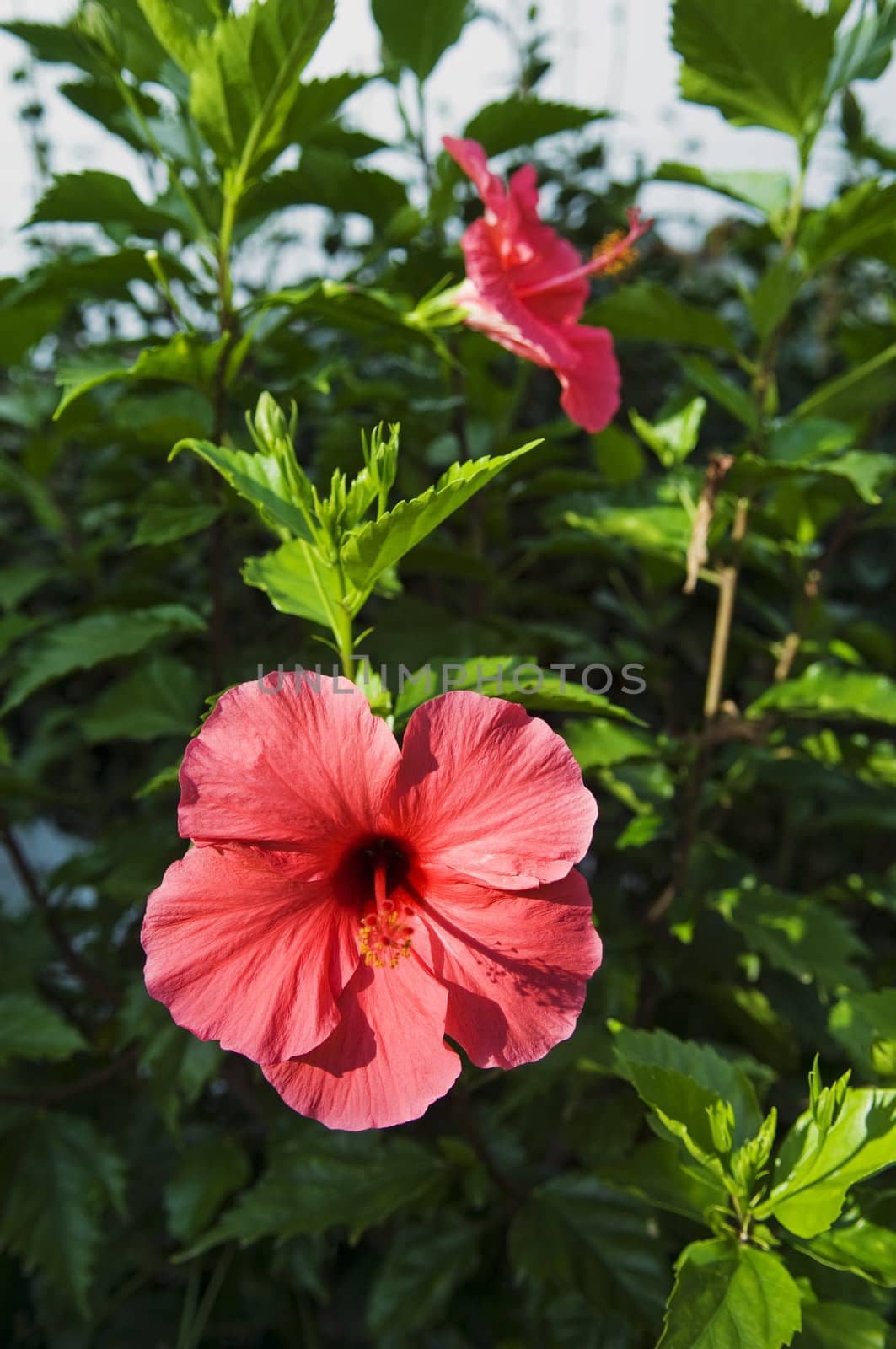 Red hibiscus flower over lush green foliage