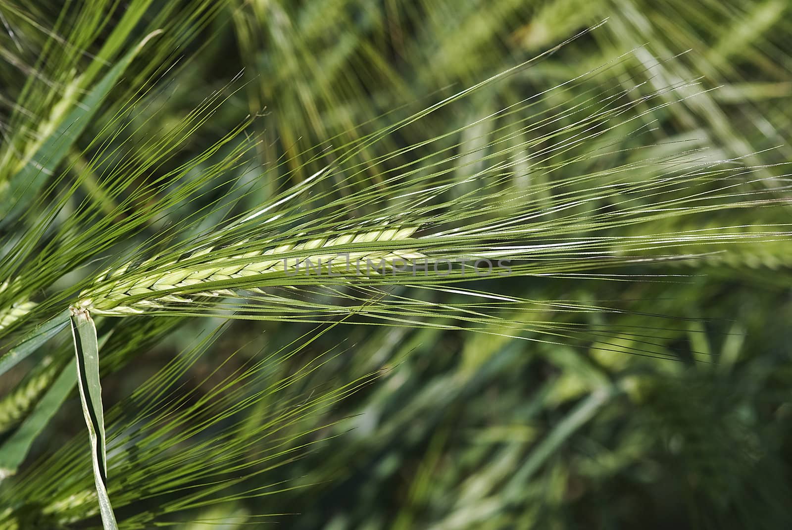 Barley spikes.