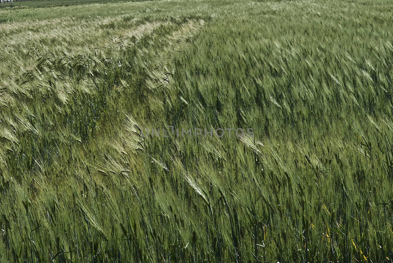 Barley spikes.