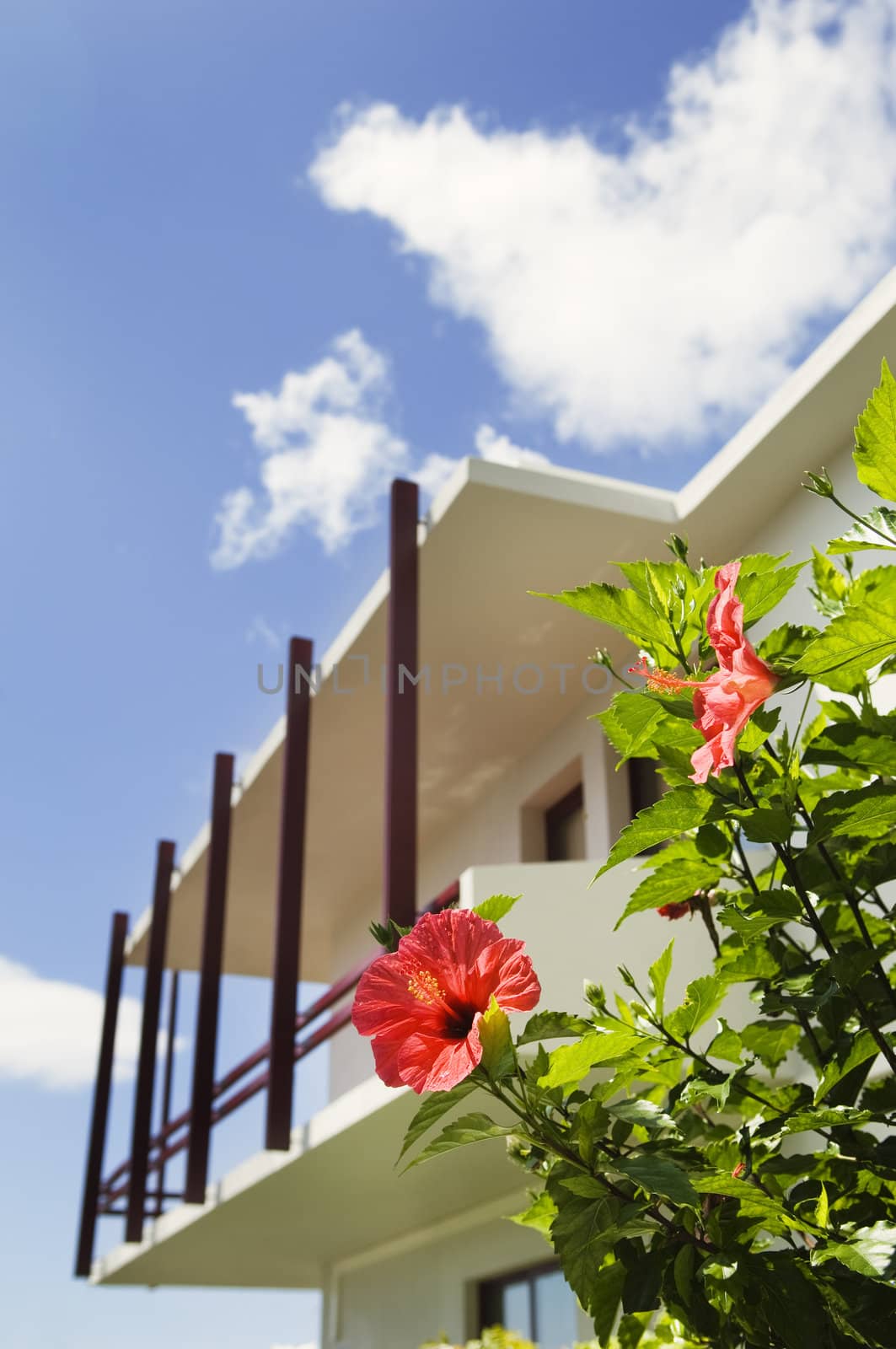 Red hibiscus flower in front of a house