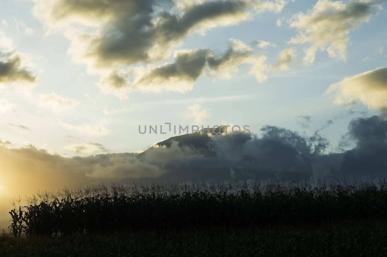 Corn field at sunset under a cloudy sky