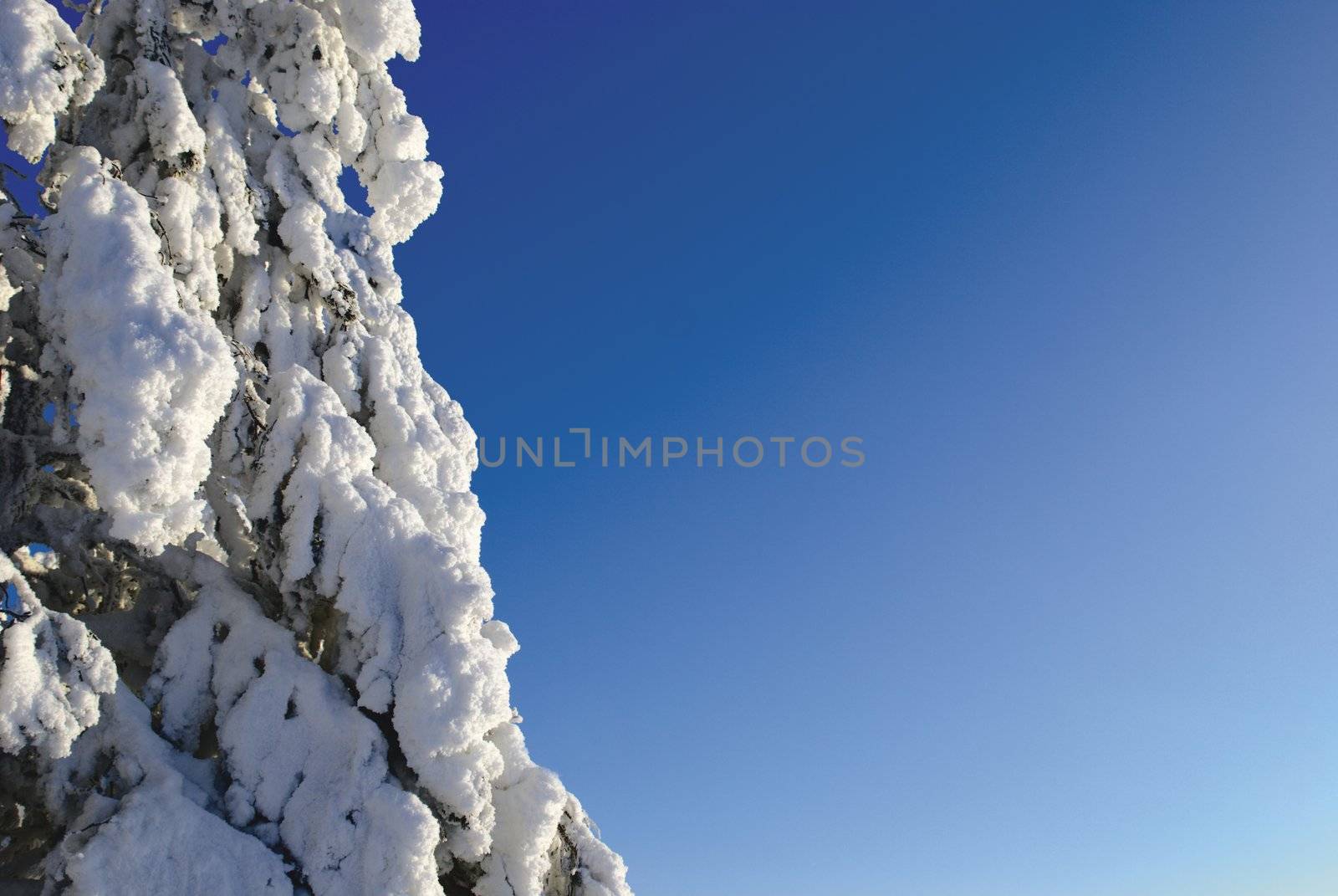 Snow covered spruce. Background is blue clear sky.