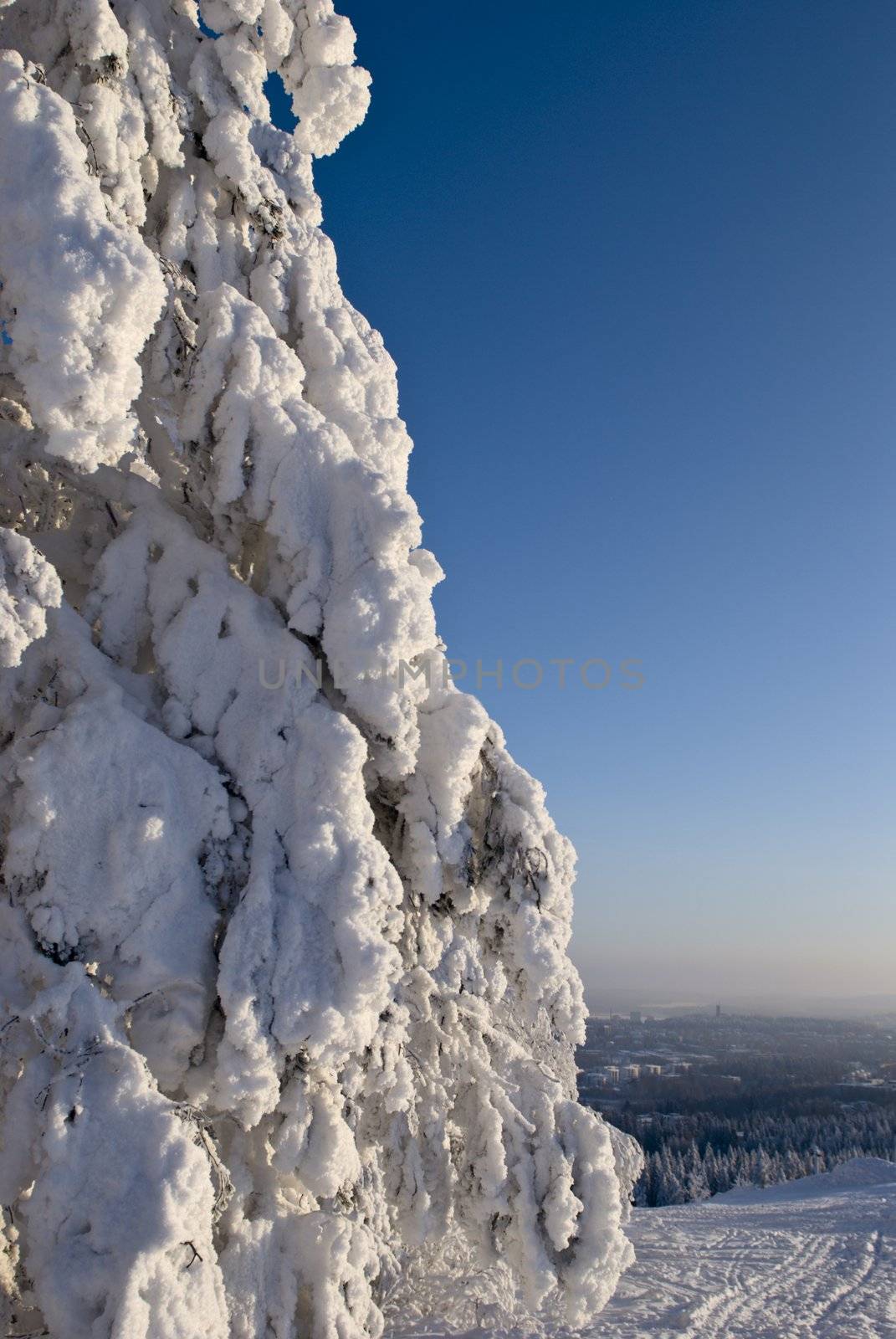 Snow covered spruce. Background is blue clear sky and snow scenery.