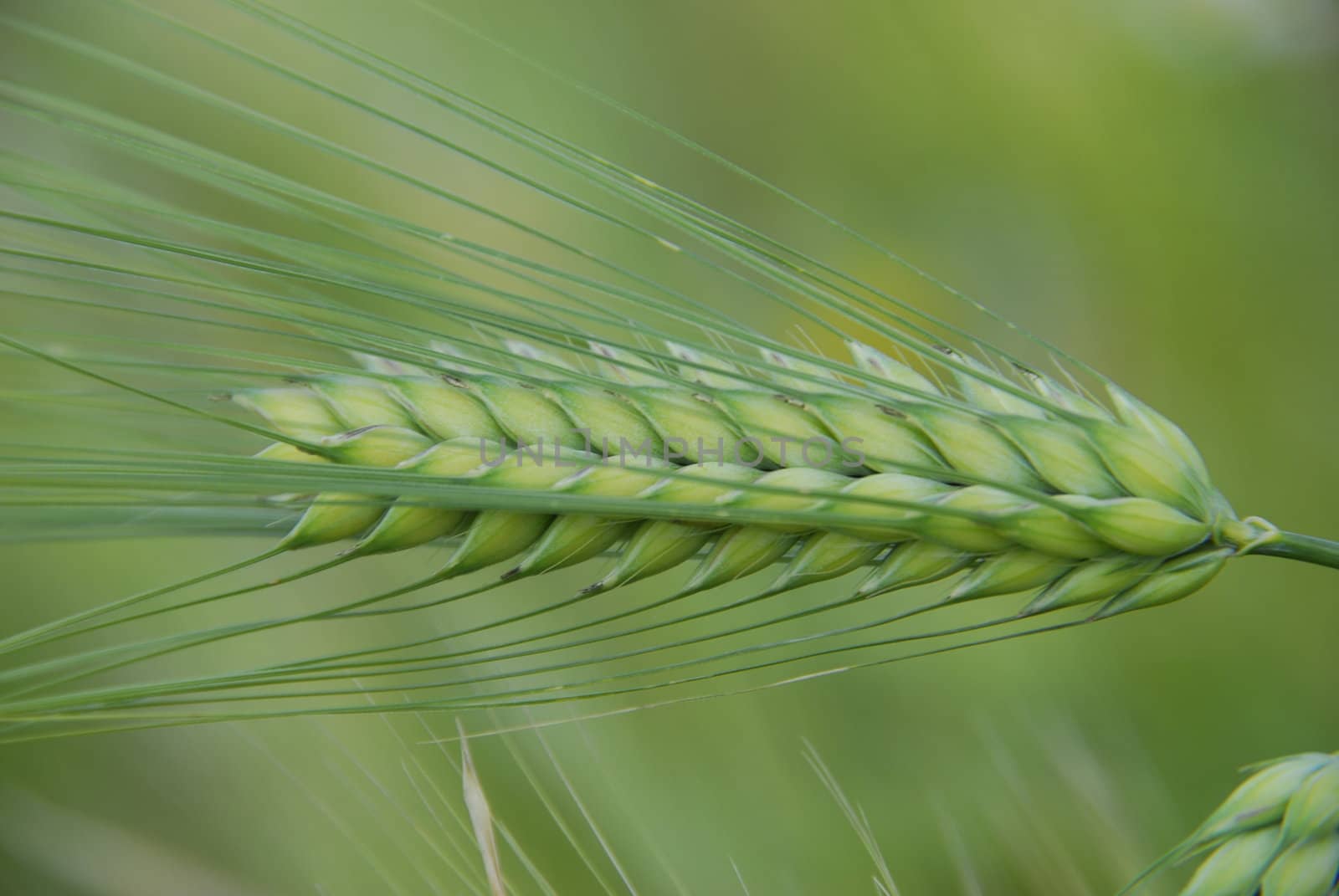 Barley spikes.