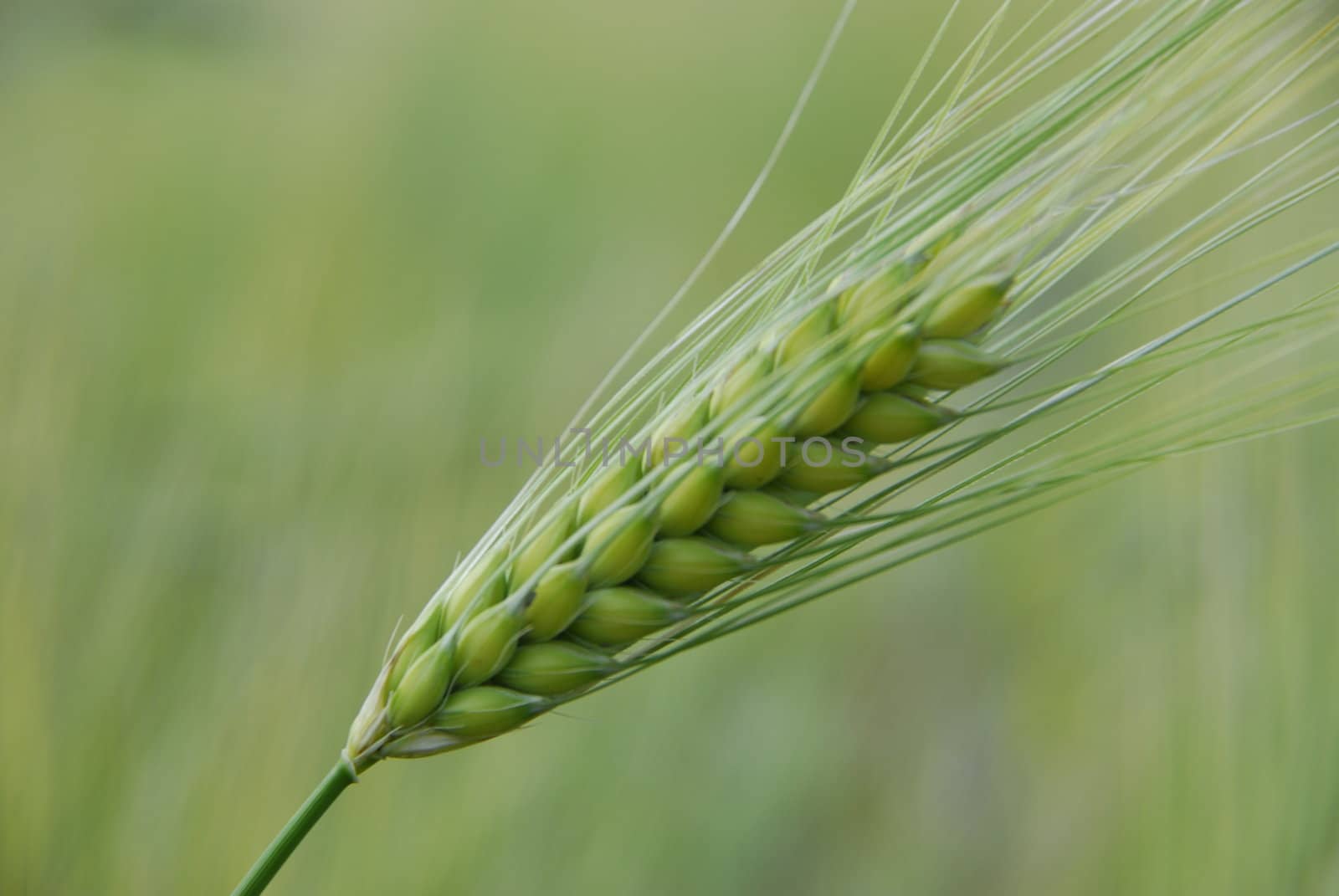 Barley spikes.