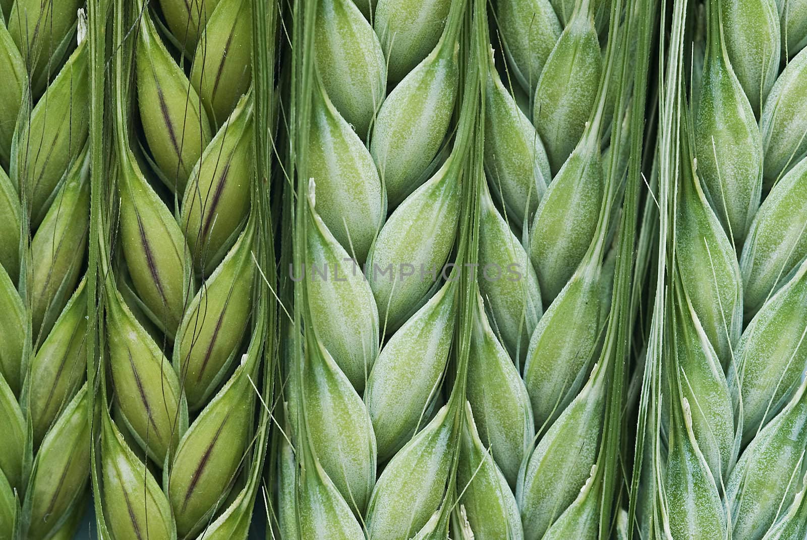 Barley spikes.