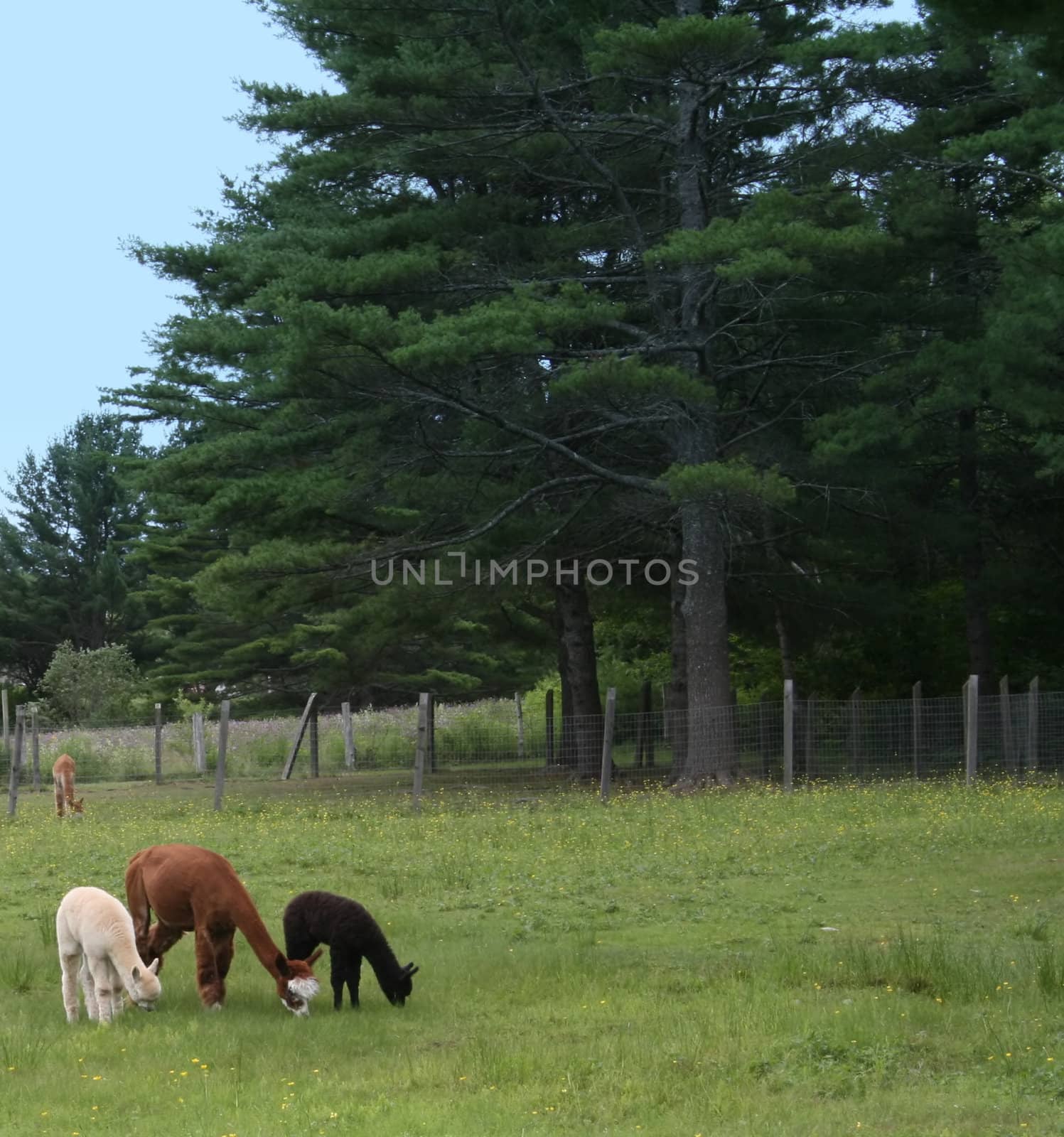 a brown alpaca adult female, with two baby crias in black and white, grazing in a field