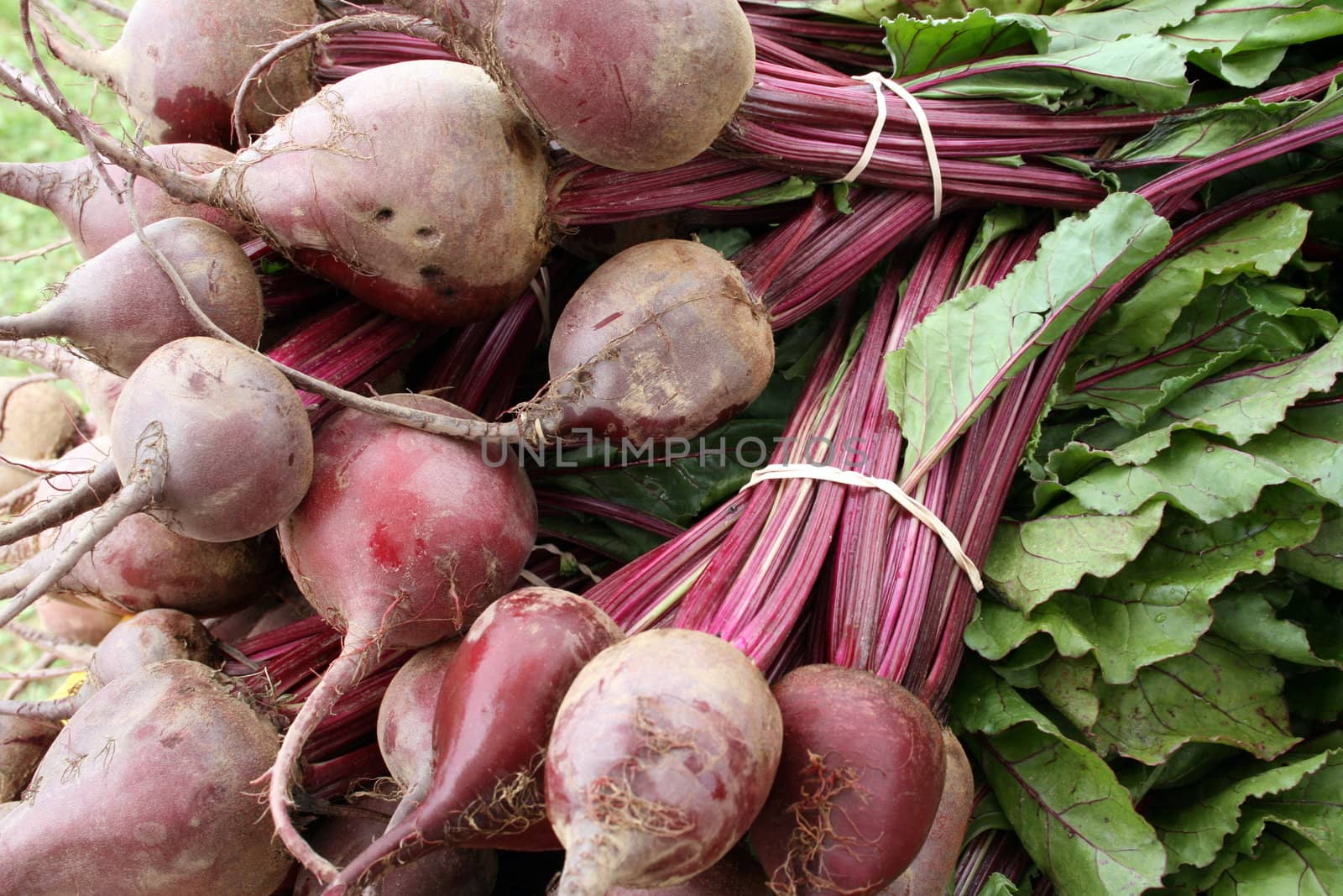 Freshly picked organic beets with greens, found at a farmers' market