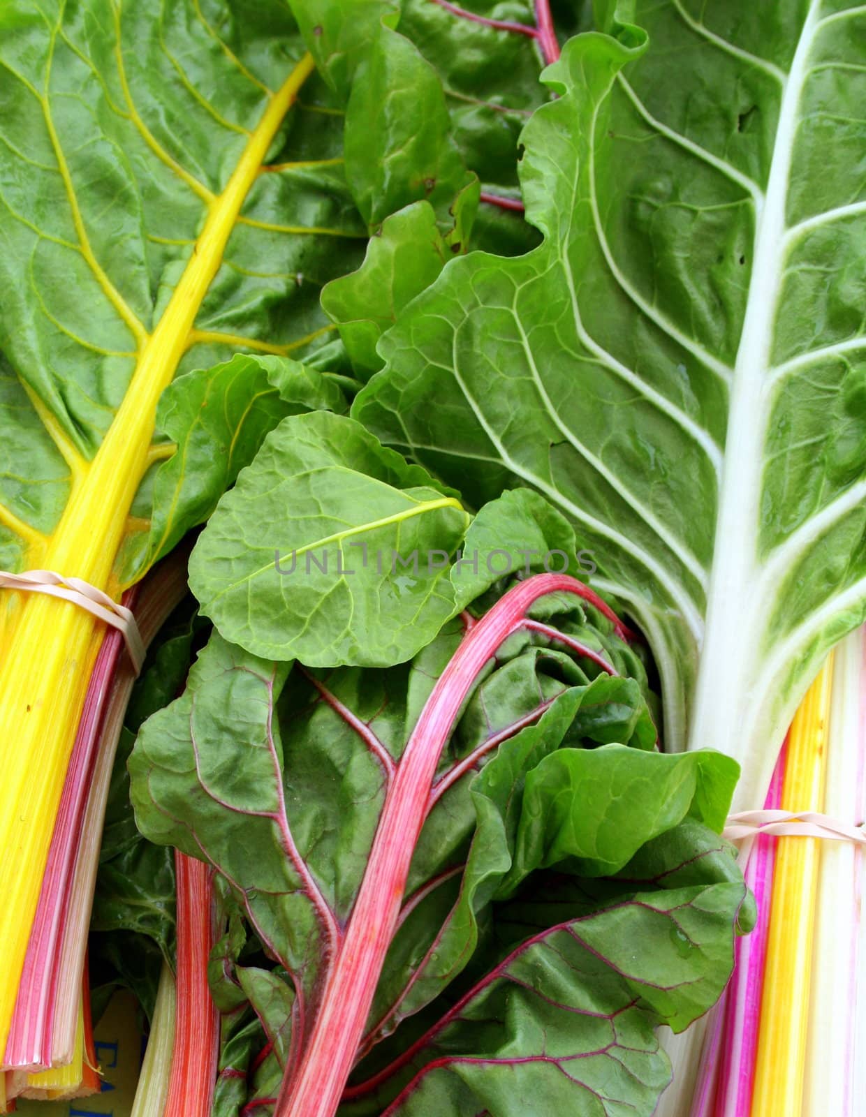colorful Swiss Chard, just picked on the farm