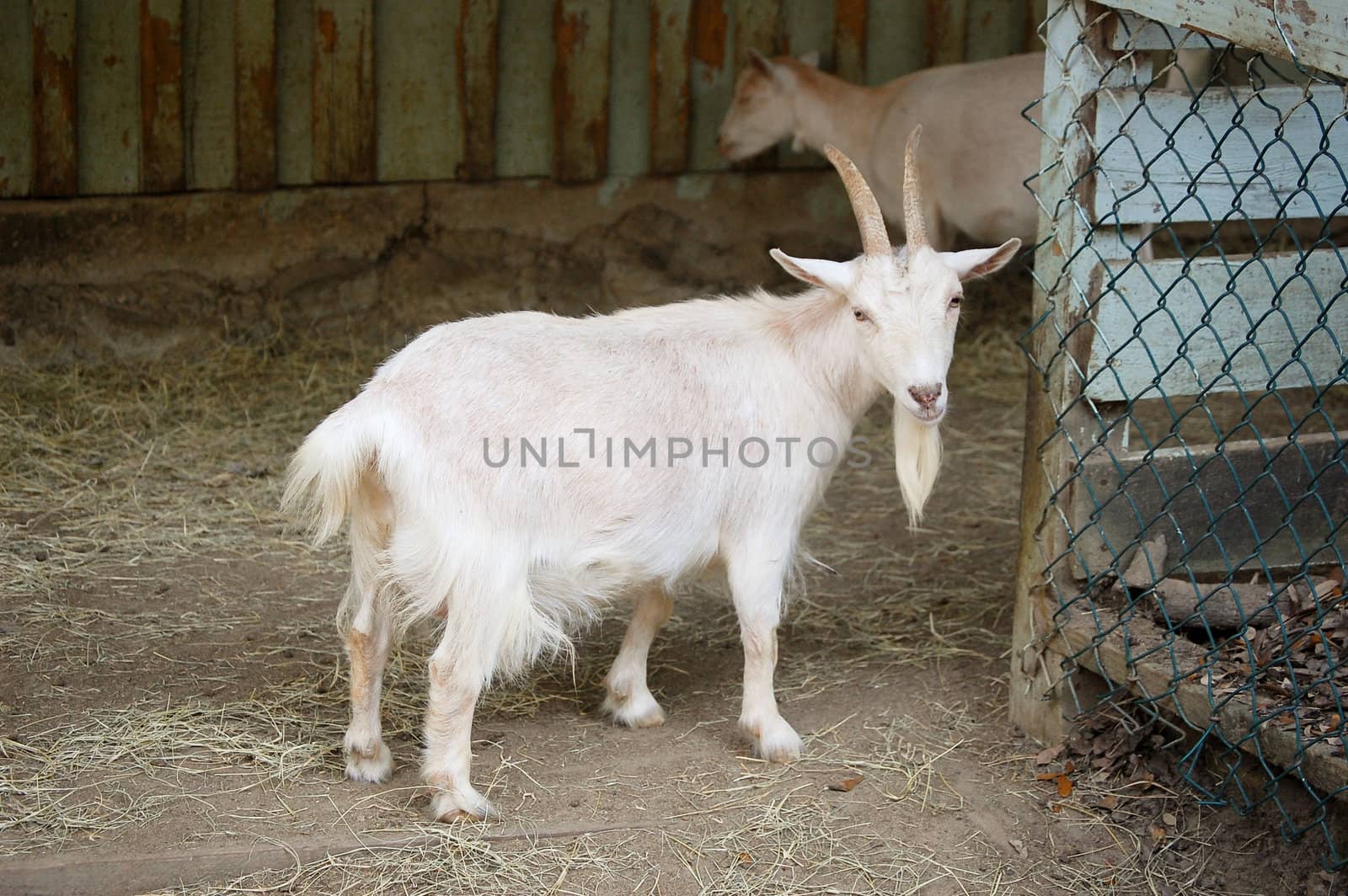 Bearded Goat by RefocusPhoto