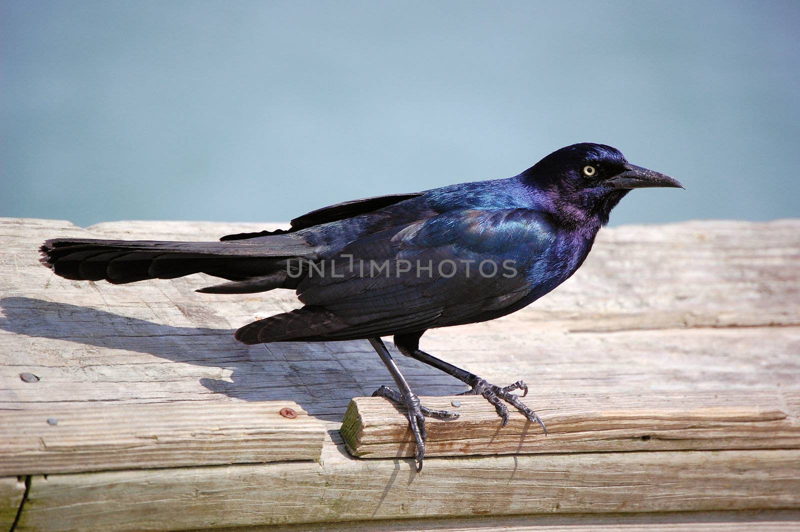 Black Bird by RefocusPhoto