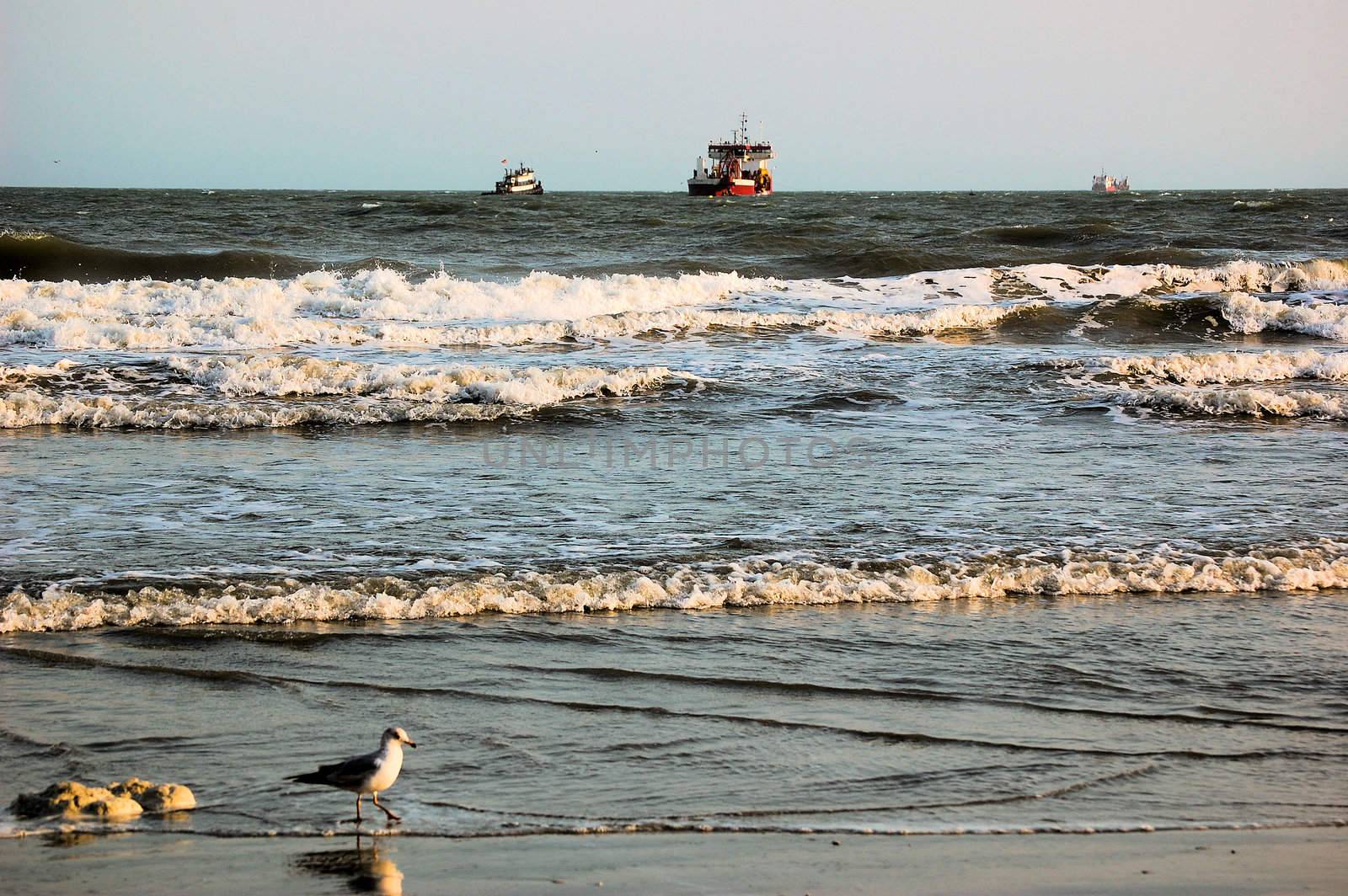 Bird and Boats by RefocusPhoto