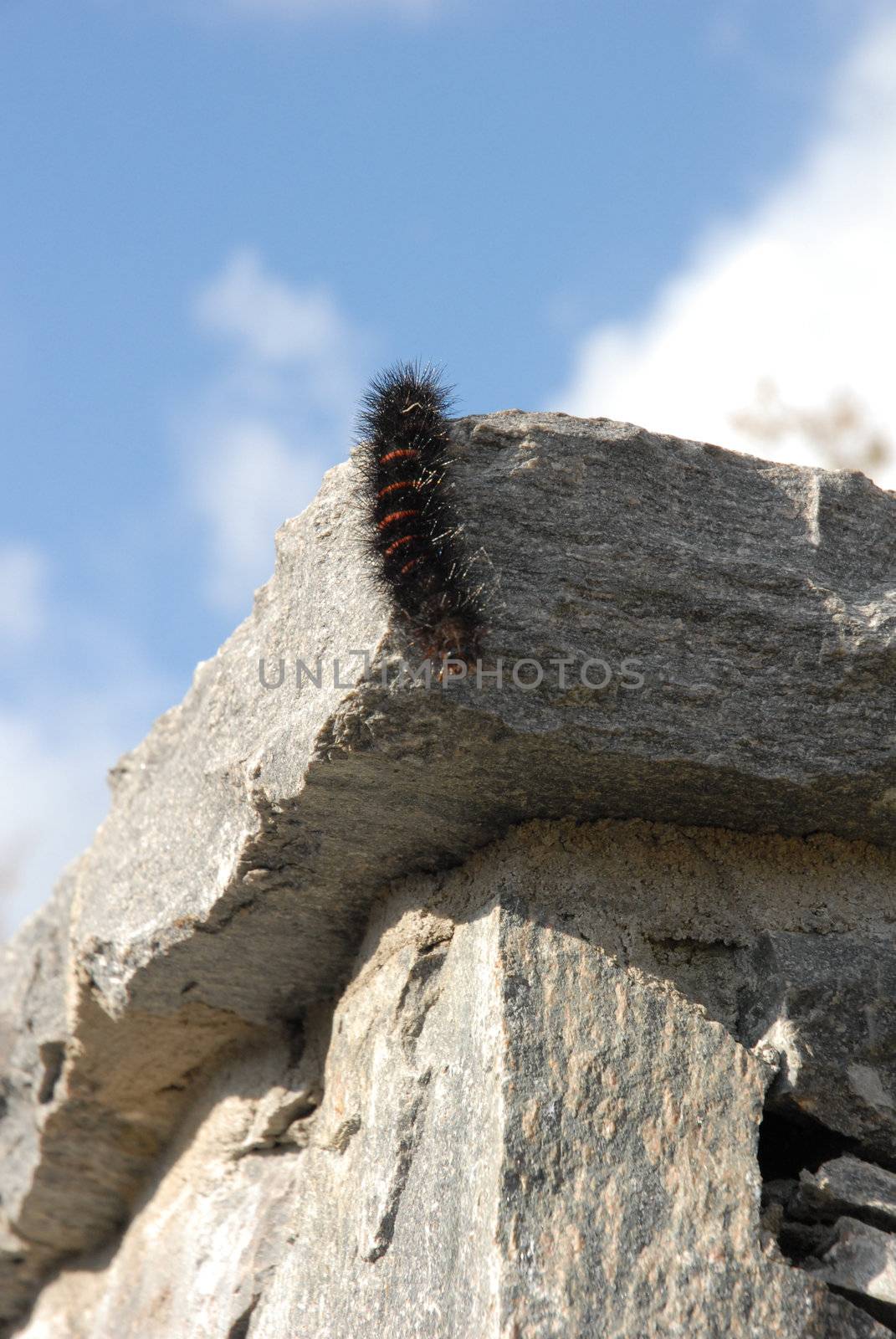 Creeping Caterpillar by RefocusPhoto