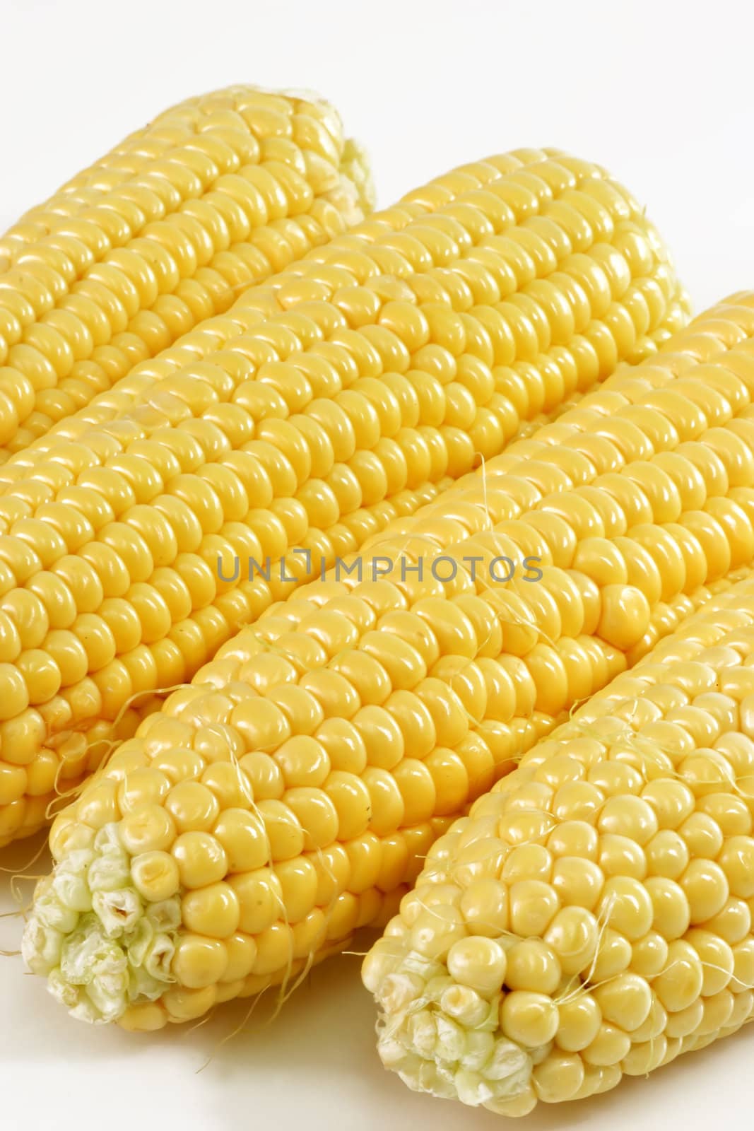Corn crop on bright background