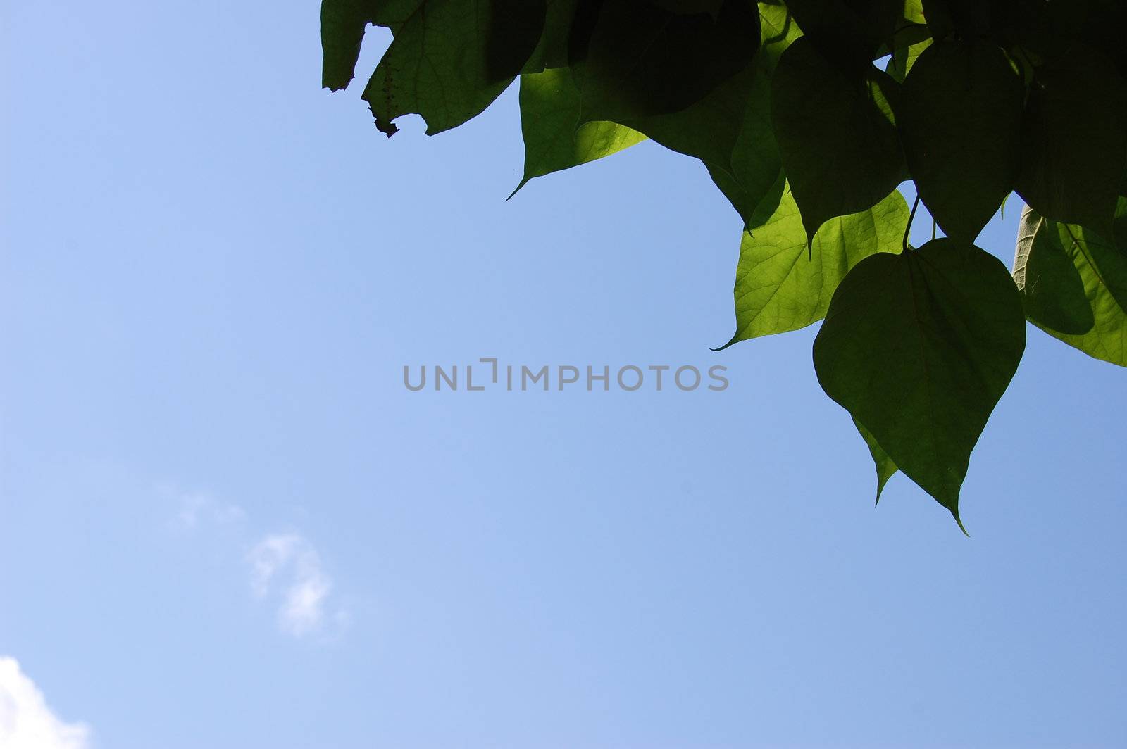 Leaves and Sky by RefocusPhoto
