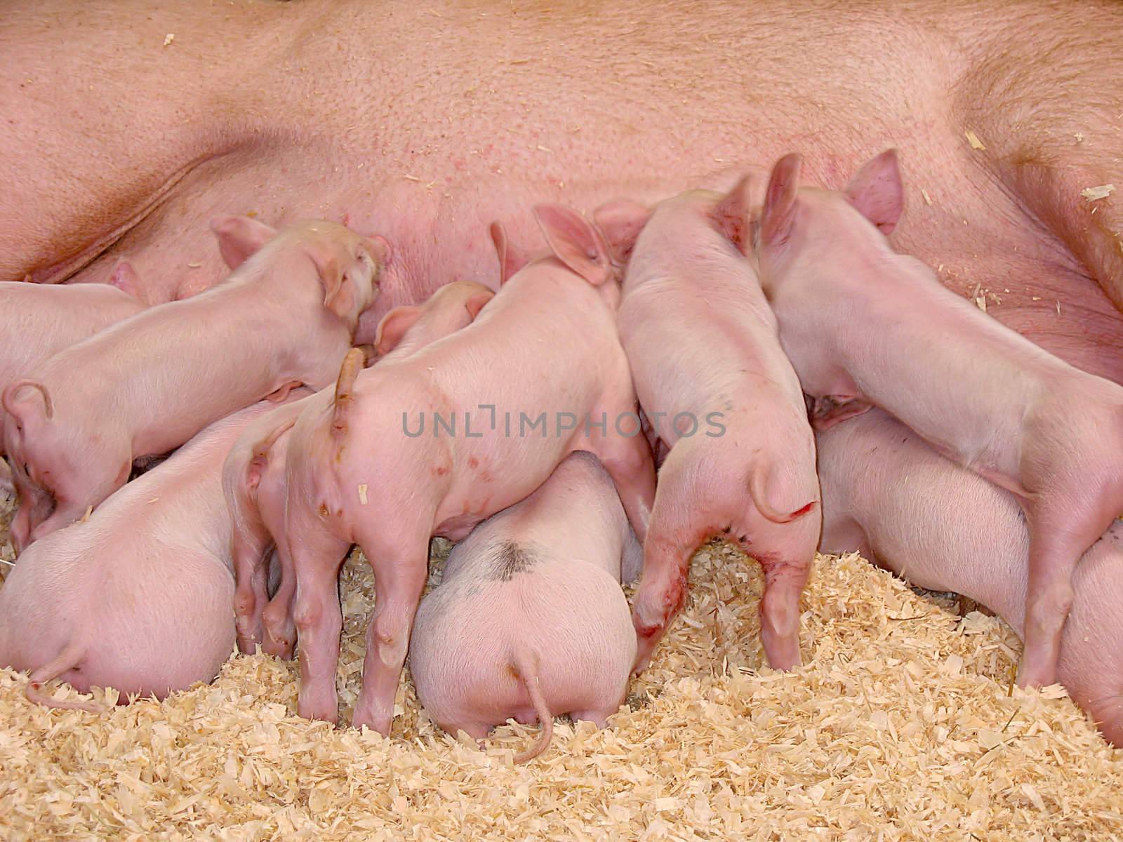 A group of hungry piglets fighting to get their fair share of milk.