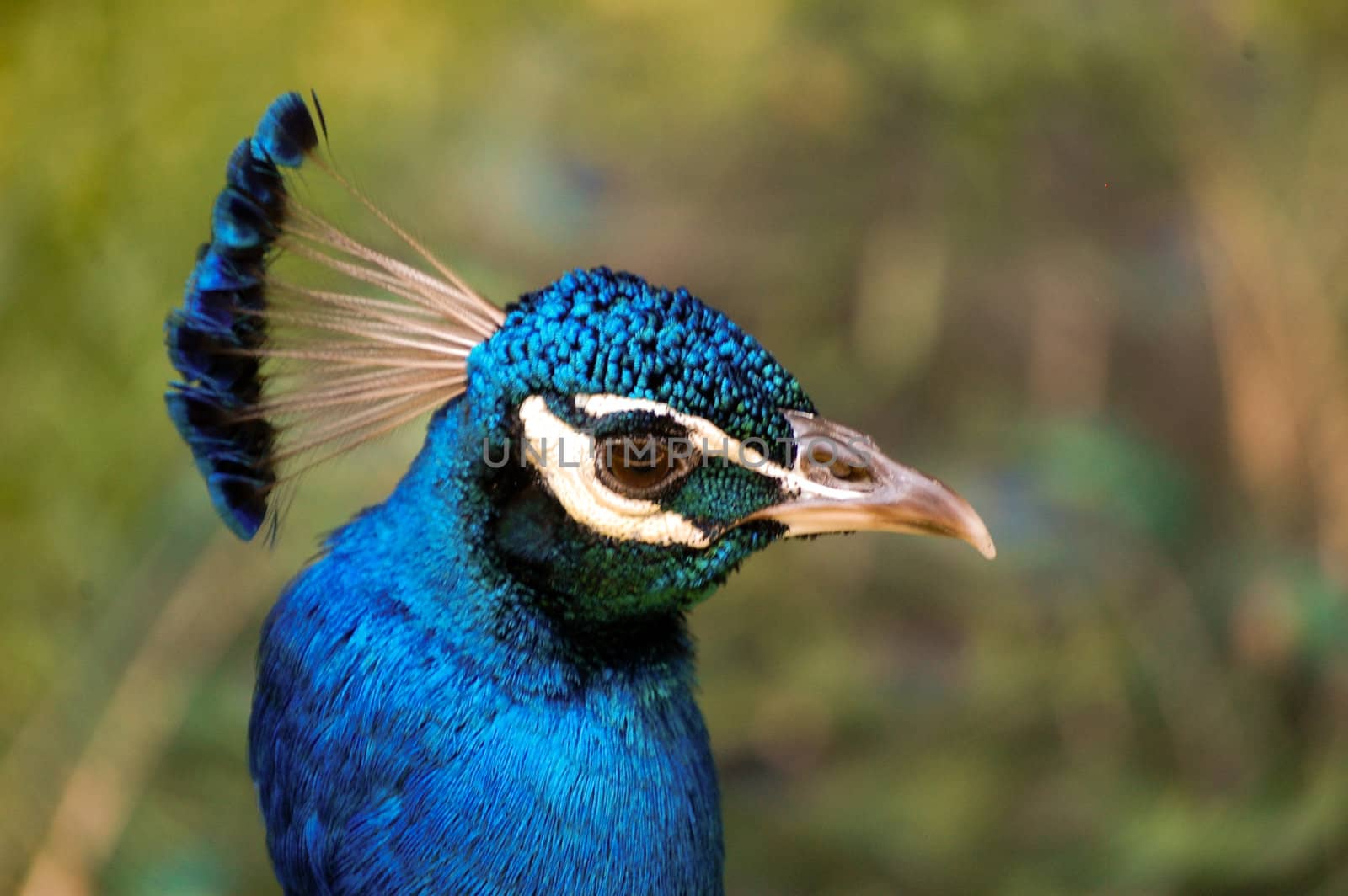 Mr. Peacock by RefocusPhoto