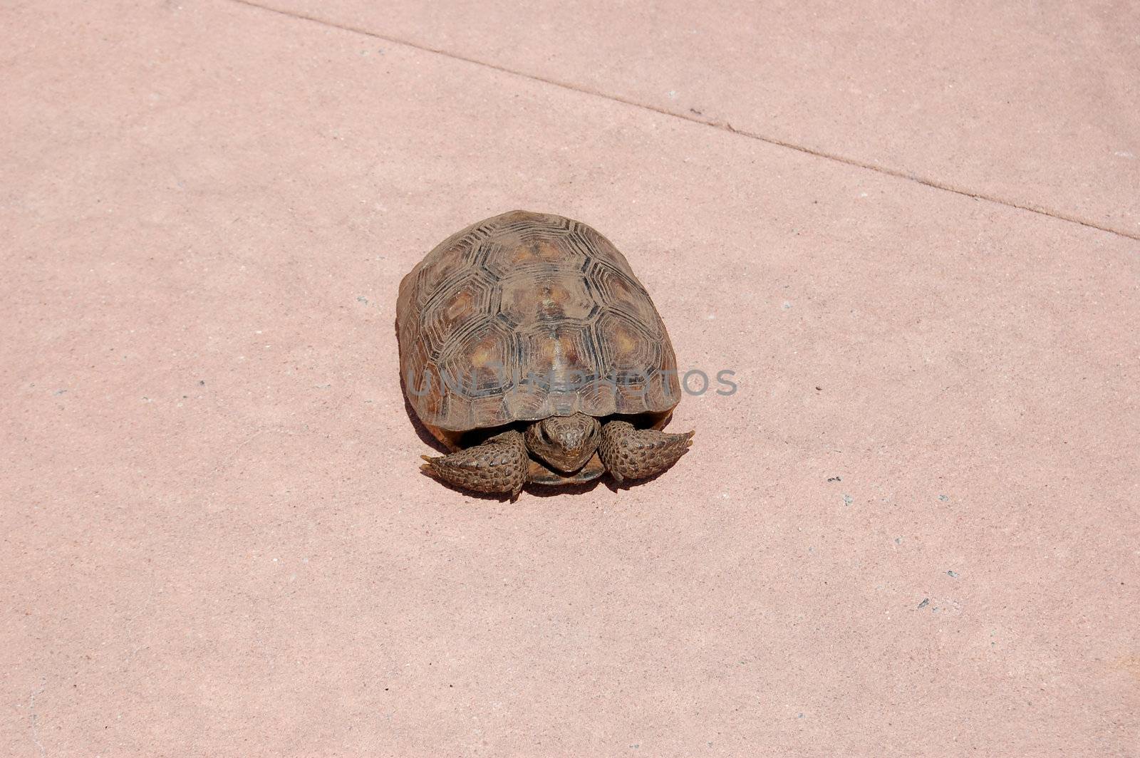 Slow and Steady Turtle by RefocusPhoto