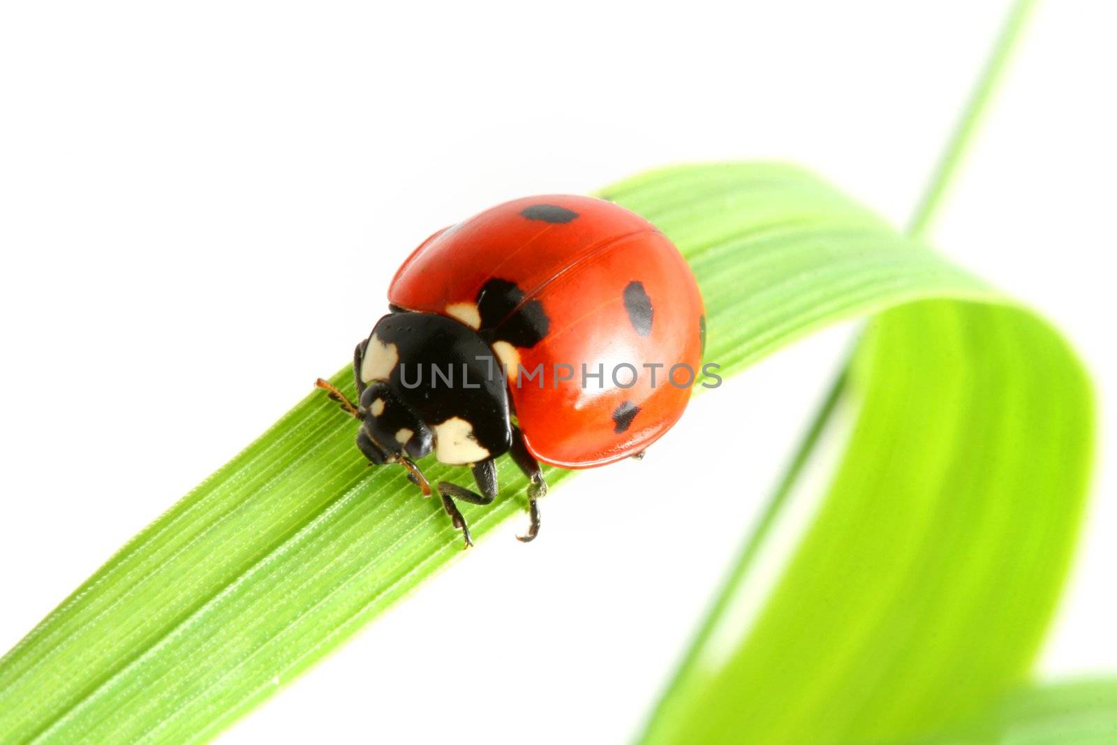 red ladybug by Yellowj