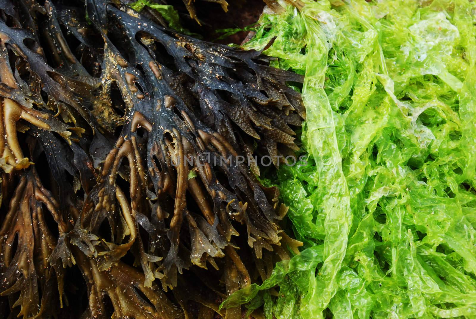 close up of green and brown algae
