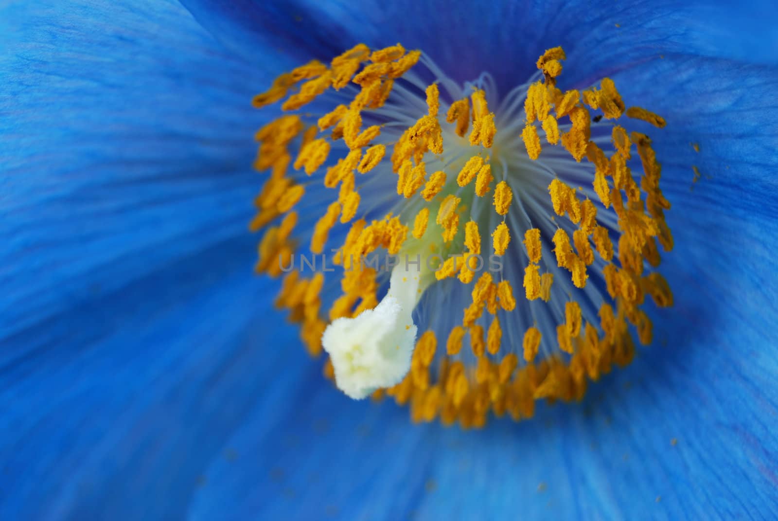 closeup of the seed pods of a blue poppy