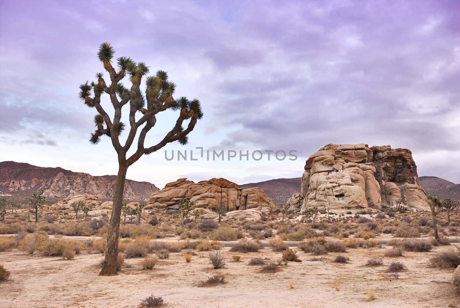 Twilight in Joshua Tree national park in California