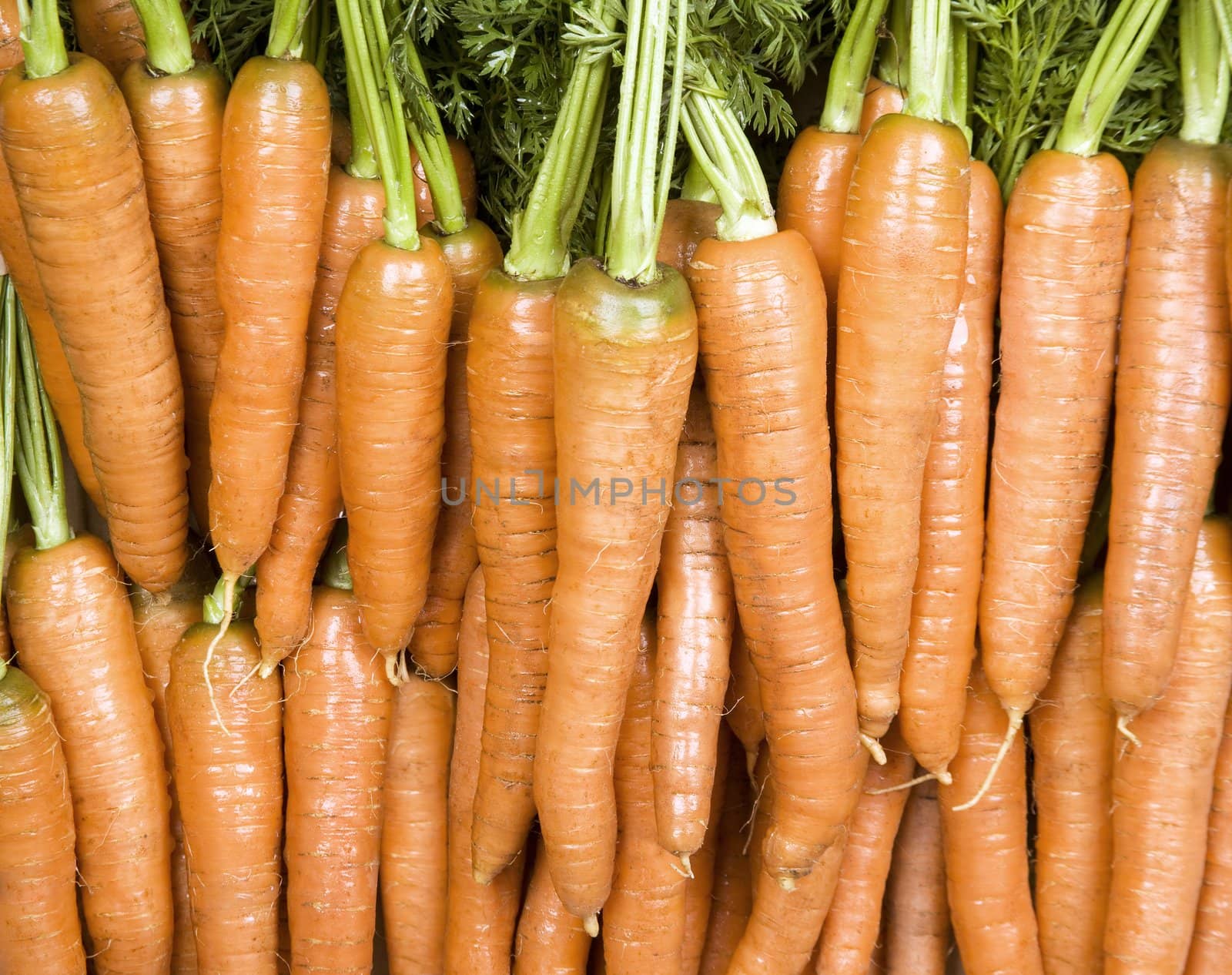 Many orange carrots against a leafy background