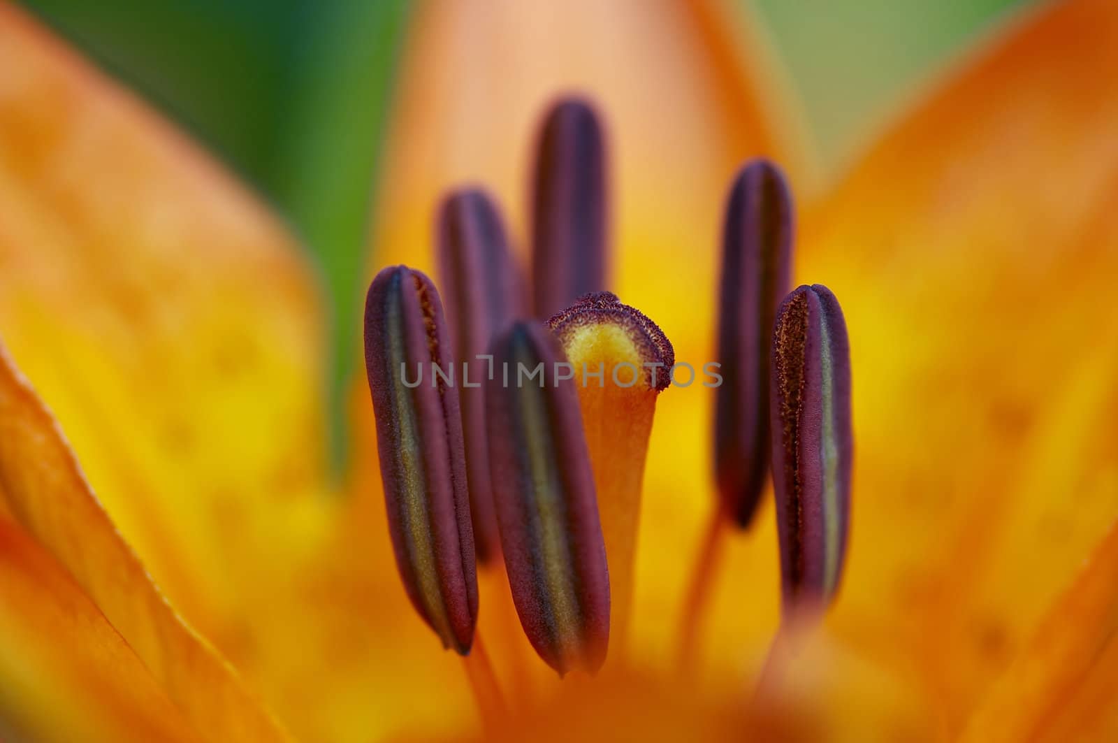 Detail (close-up) of the bloom of lily