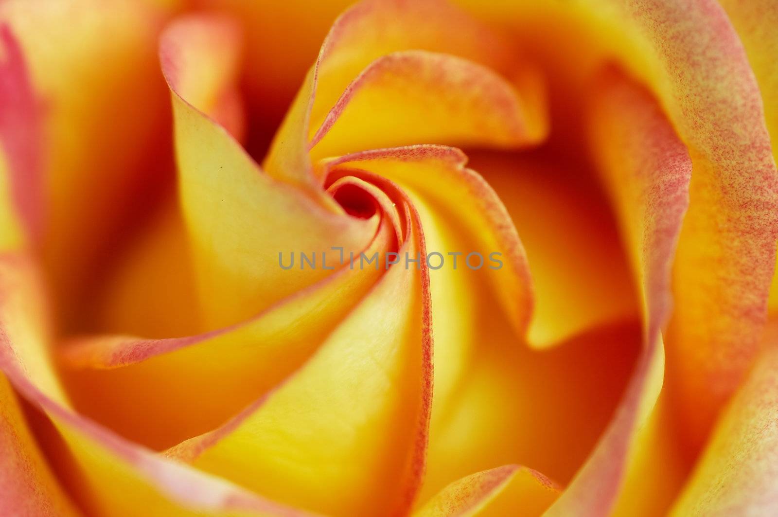 Close-up (macro) of the bloom of rose